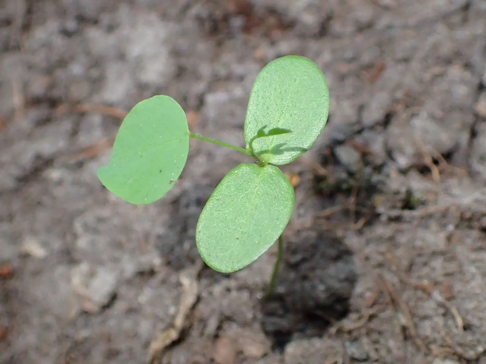 Black Locust (Robinia Pseudoacacia) — it exhibits notable drought tolerance; preferring full sun exposure for optimal growth