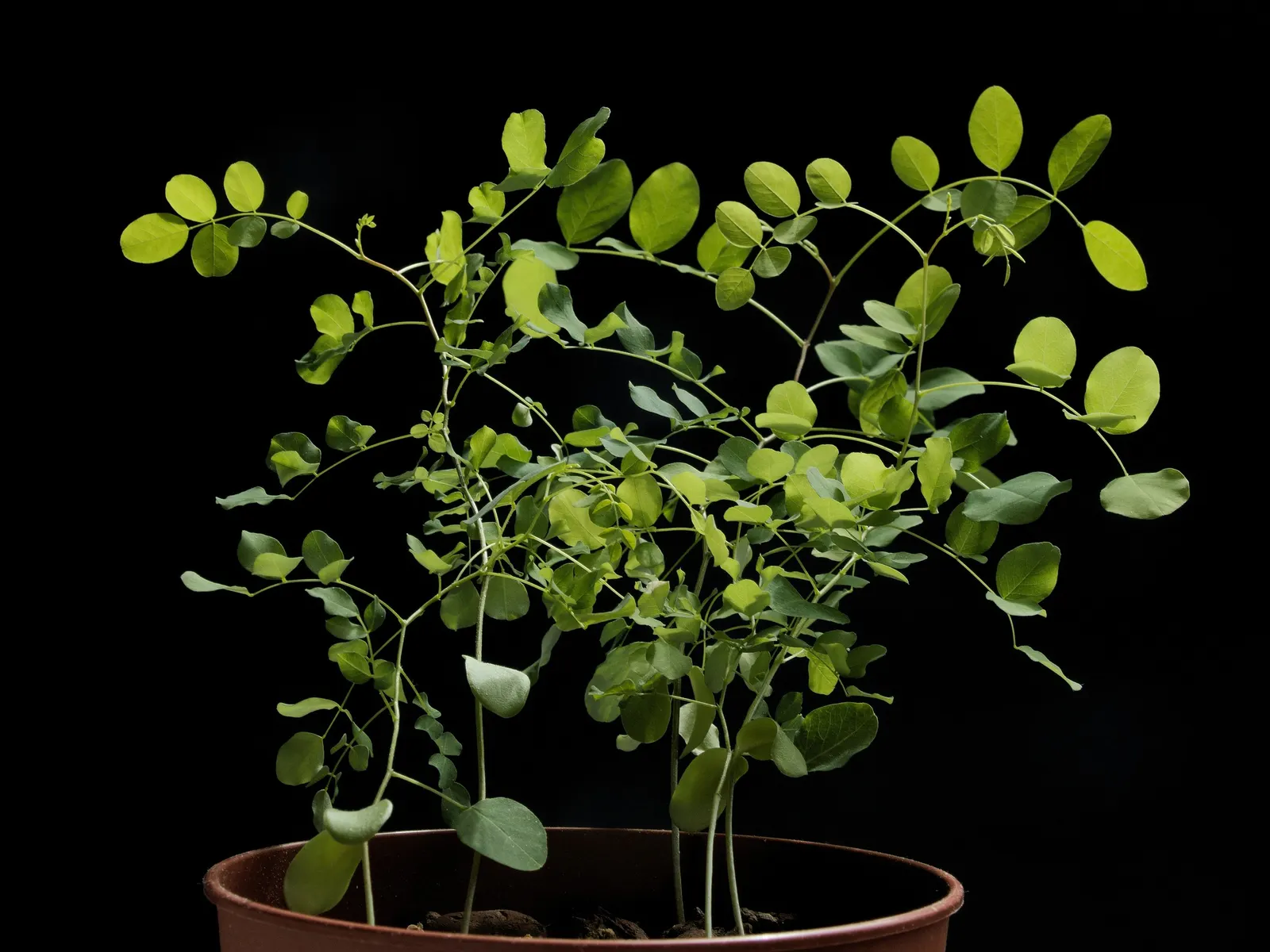 Black Locust (Robinia Pseudoacacia) — is a deciduous tree renowned for its resilience and ornamental qualities