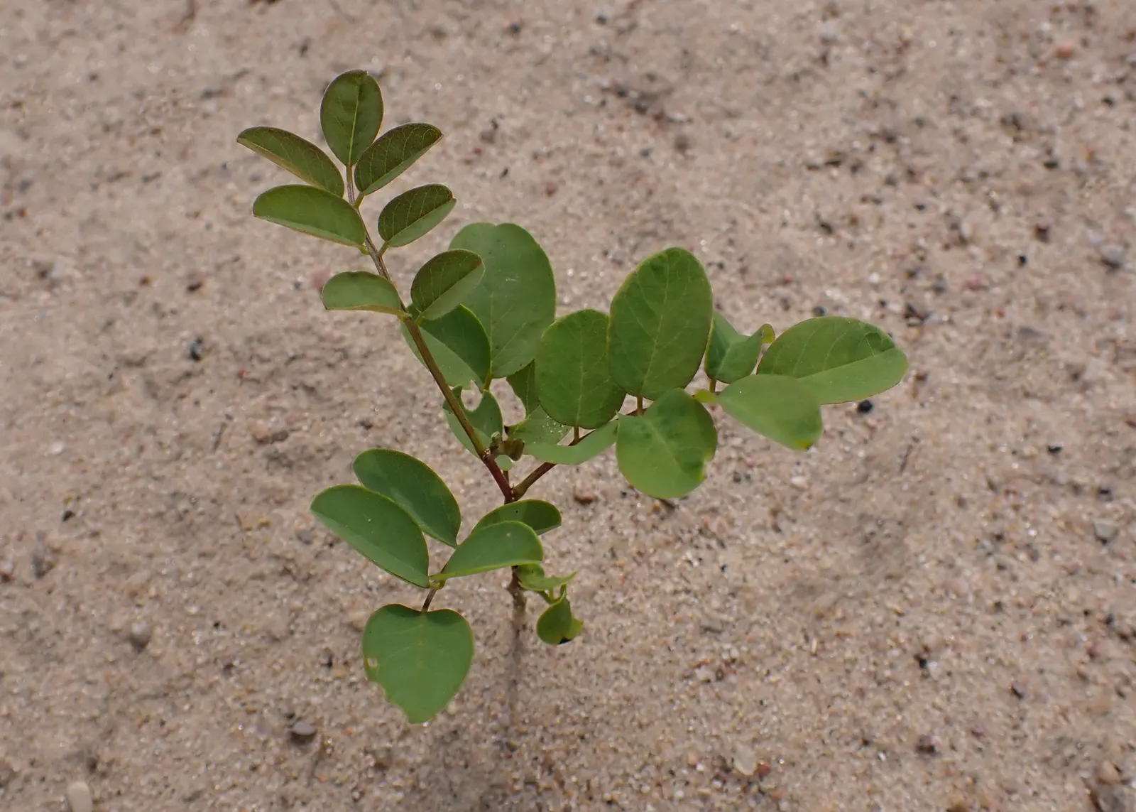 Black Locust (Robinia Pseudoacacia) — Its wood is durable and rot-resistant; adding a visually striking and pleasing olfactory element to any garden, image 106