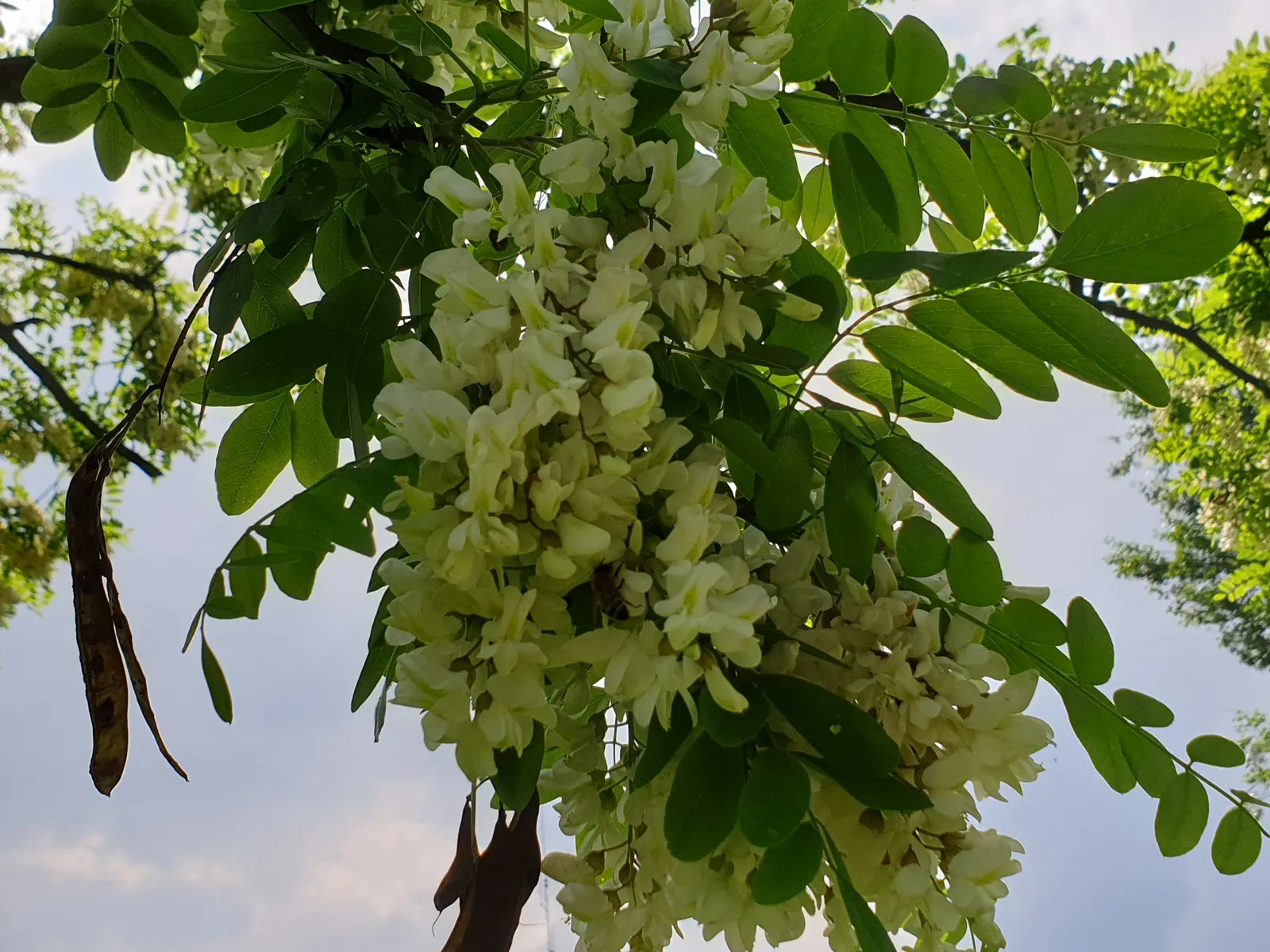 Black Locust (Robinia Pseudoacacia) — is a fast-growing deciduous tree; hardy in zones 4-8, it thrives in full sun and well-drained soils, image 76