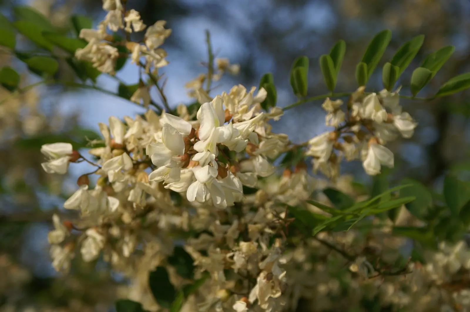 Black Locust (Robinia Pseudoacacia) — and the fragrant white flowers that bloom in late spring; its wood is durable and rot-resistant, image 87