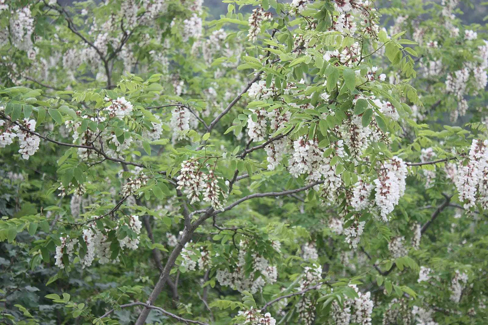 Black Locust (Robinia Pseudoacacia) — Its notable for its fragrant, white flower clusters and compound leaves