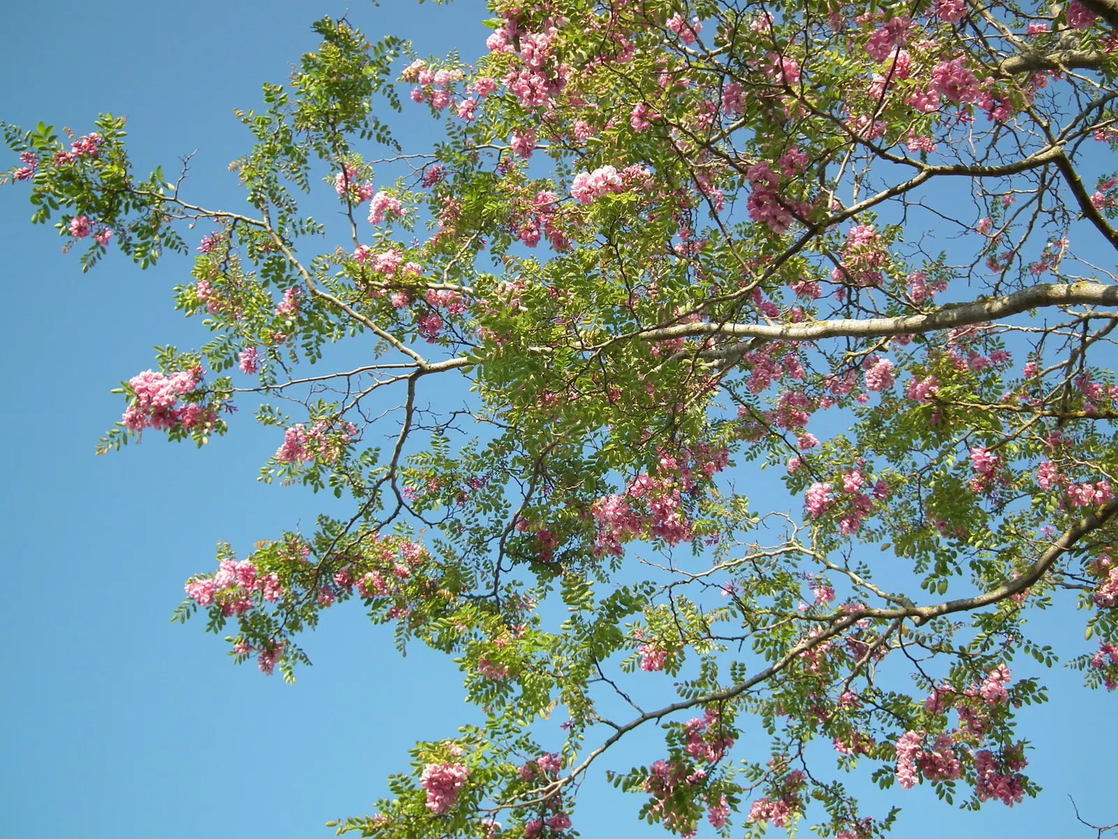 Black Locust (Robinia Pseudoacacia) — each typically measuring about 8 to 14 inches in length; tree with white blooms