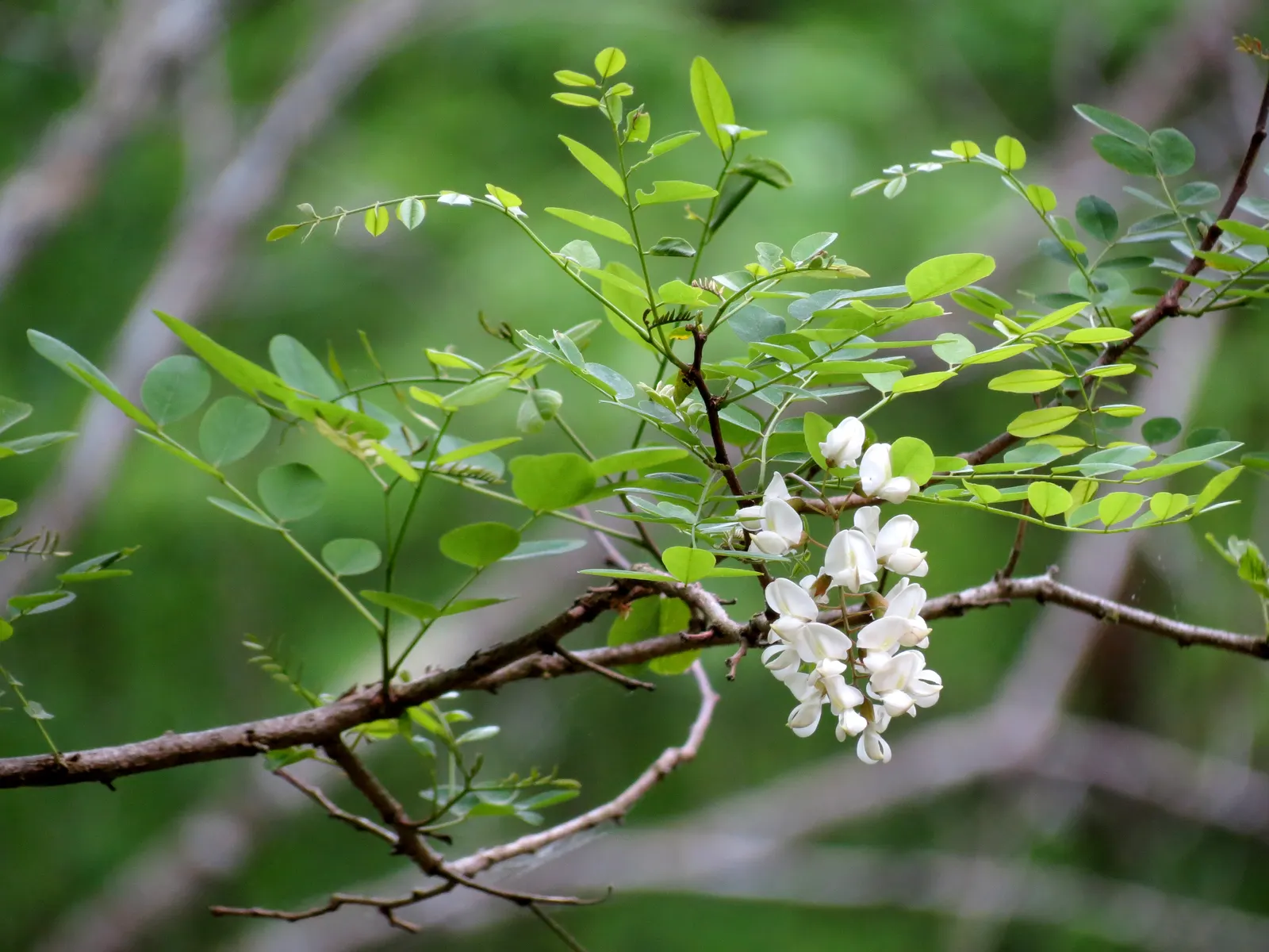 Black Locust (Robinia Pseudoacacia) — Its notable for its fragrant, white flower clusters and compound leaves; so careful consideration should be given to its