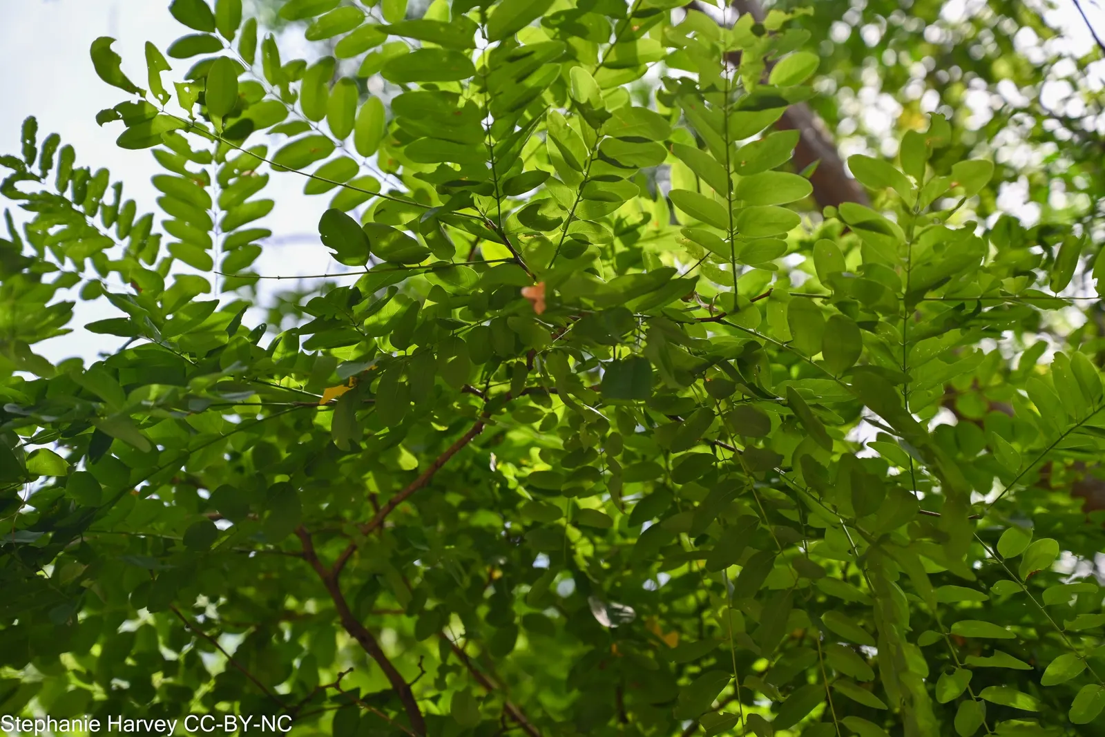 Black Locust (Robinia Pseudoacacia) — The tree is drought-tolerant, though its aggressive roots and self-seeding nature require cautious placement, image 105