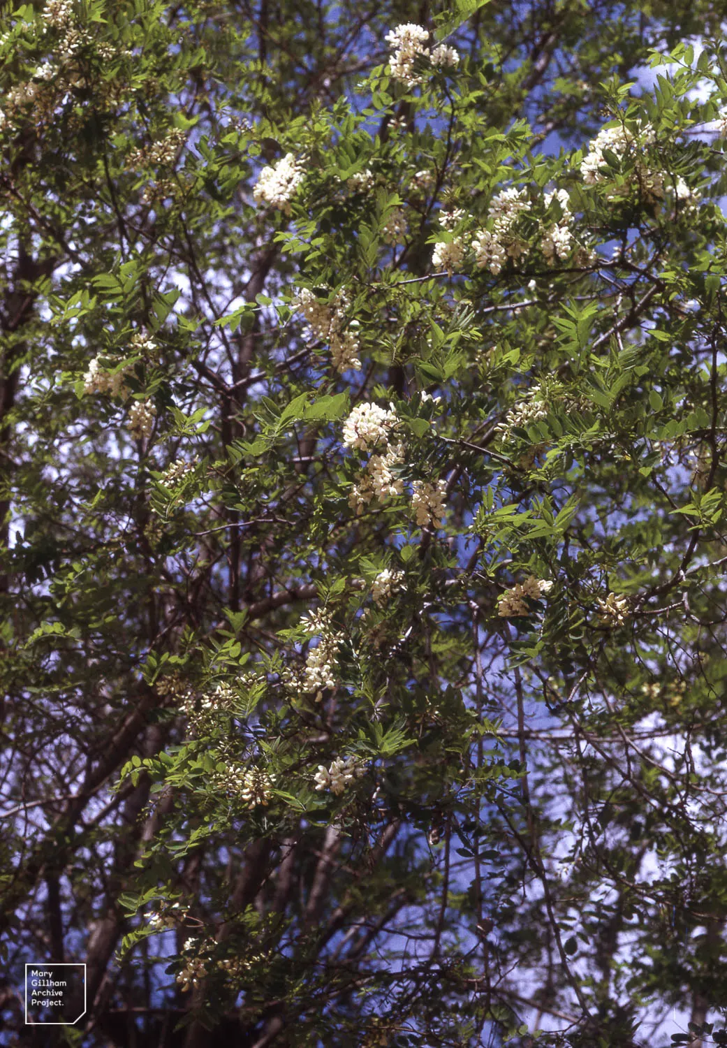 Black Locust (Robinia Pseudoacacia) — and the fragrant white flowers that bloom in late spring; its wood is durable and rot-resistant