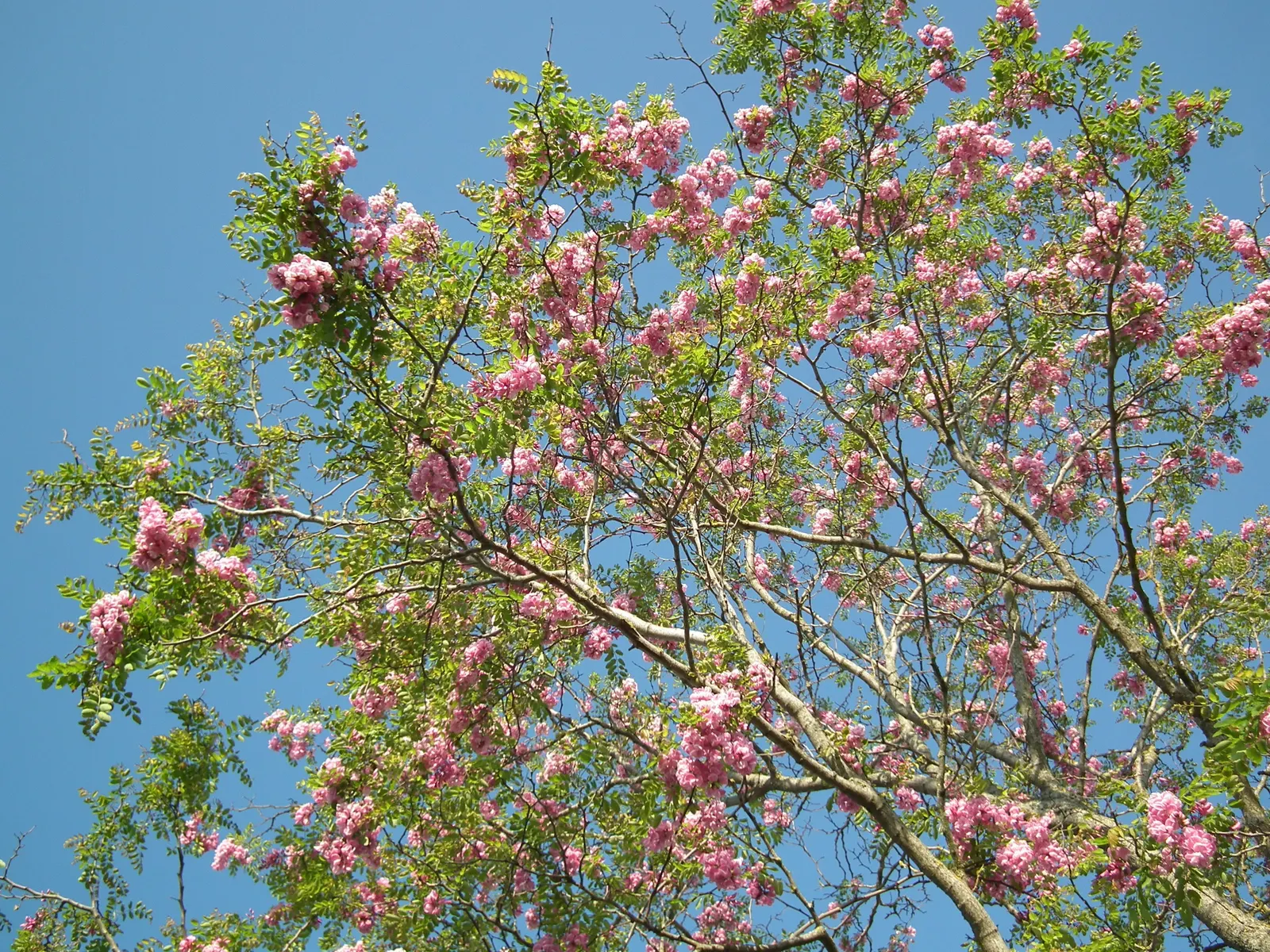 Black Locust (Robinia Pseudoacacia) — especially the bark and seeds; the Black Locust is also known for its hard