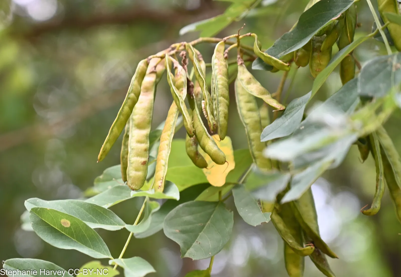 Black Locust (Robinia Pseudoacacia) — the Black Locust is also known for its hard; the tree is drought-tolerant, though its aggressive roots and, image 94