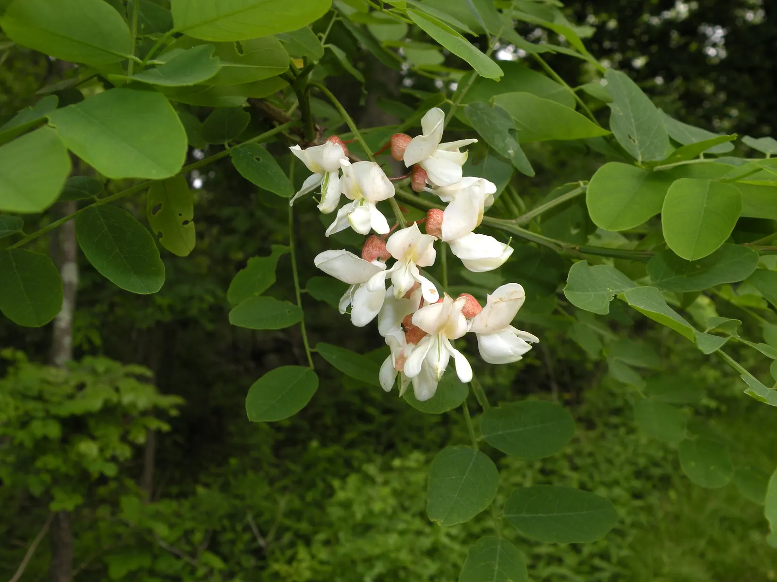 Black Locust (Robinia Pseudoacacia) — white flowers in the garden; is a deciduous tree renowned for its resilience and ornamental qualities