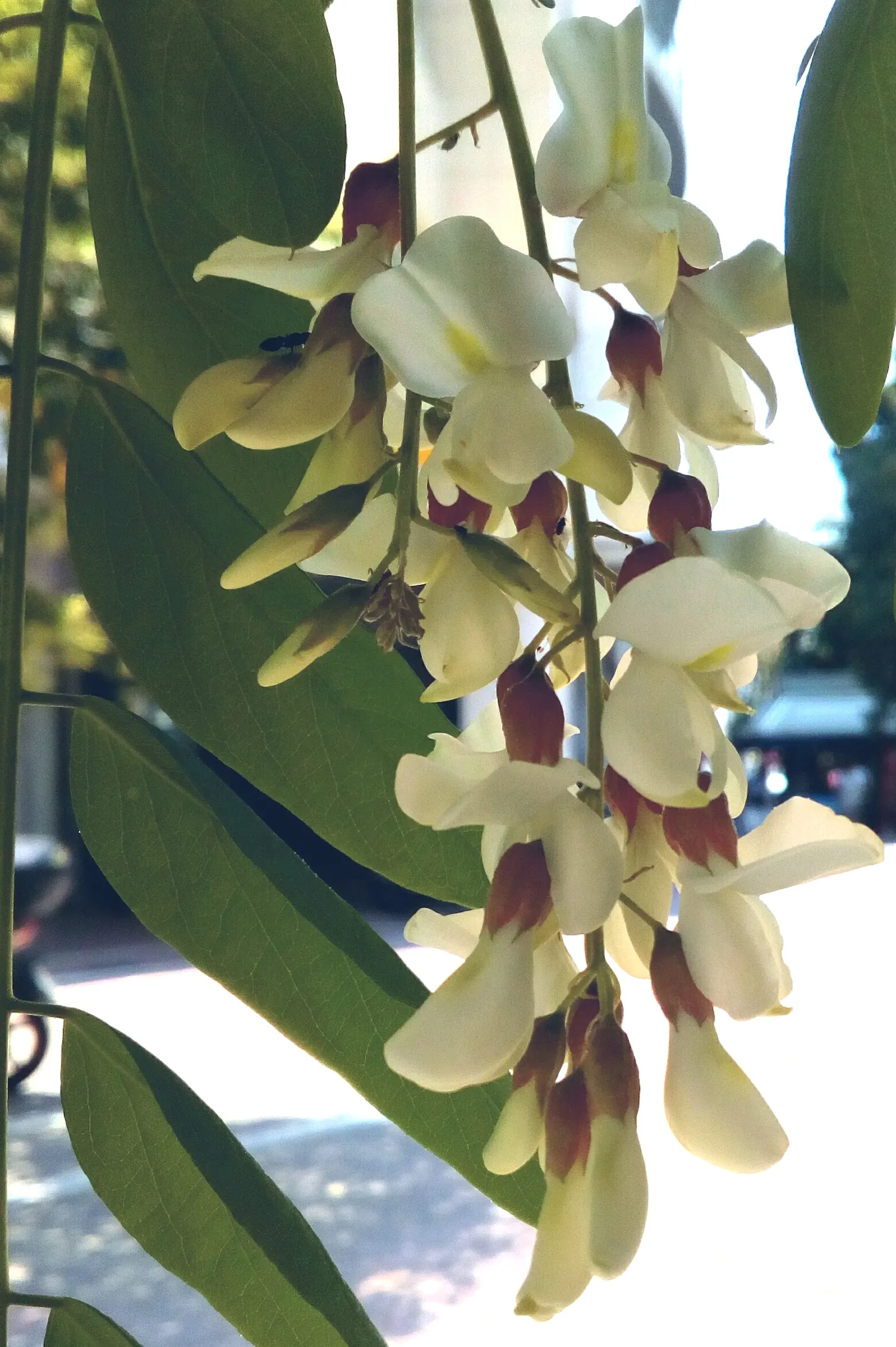 Black Locust (Robinia Pseudoacacia) — Its notable for its fragrant, white flower clusters and compound leaves; so careful consideration should be, image 103