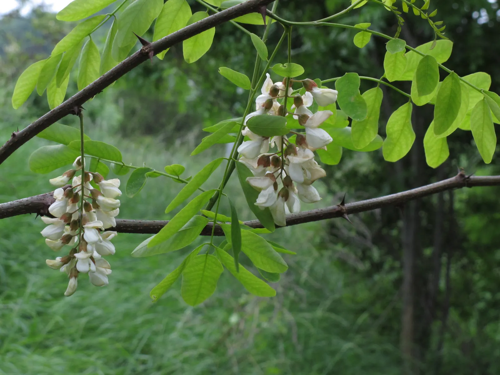 Black Locust (Robinia Pseudoacacia) — thus caution is advised in landscapes frequented by pets or small children; is a fast-growing deciduous tree