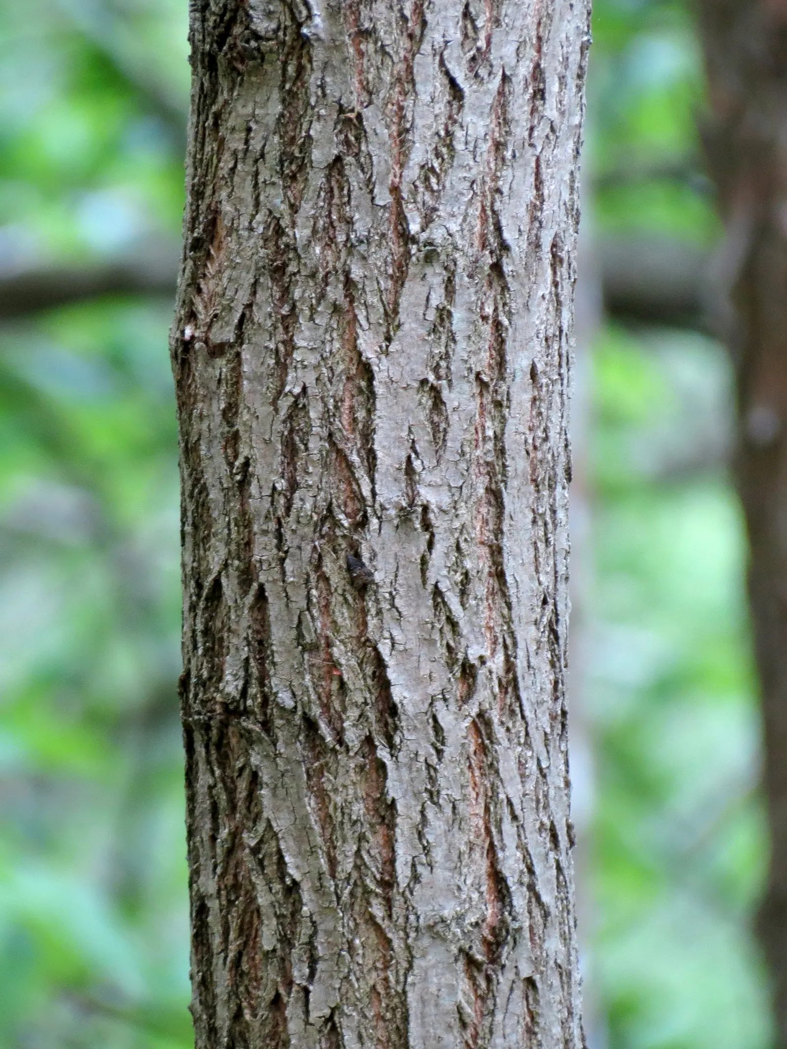 Black Locust (Robinia Pseudoacacia) — This hardy species reaches a mature height of 40 to 70 feet with a canopy spread of 20 to 35 feet; it exhibits notable
