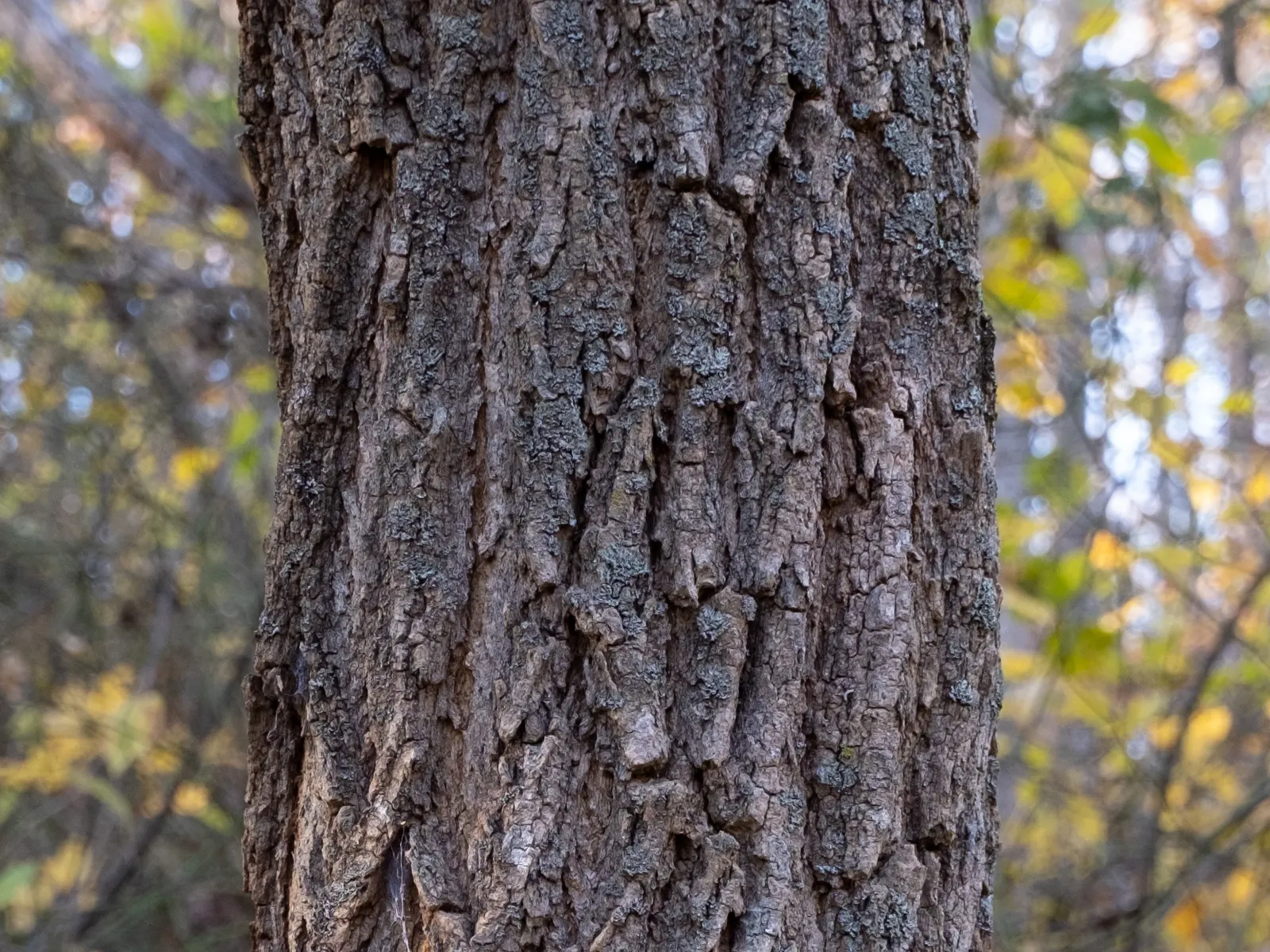 Black Locust (Robinia Pseudoacacia) — tree with white blooms