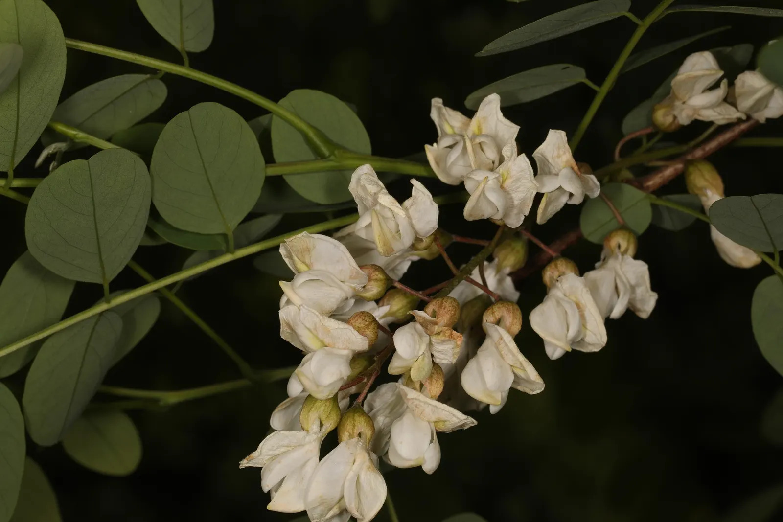Black Locust (Robinia Pseudoacacia) — preferring full sun exposure for optimal growth