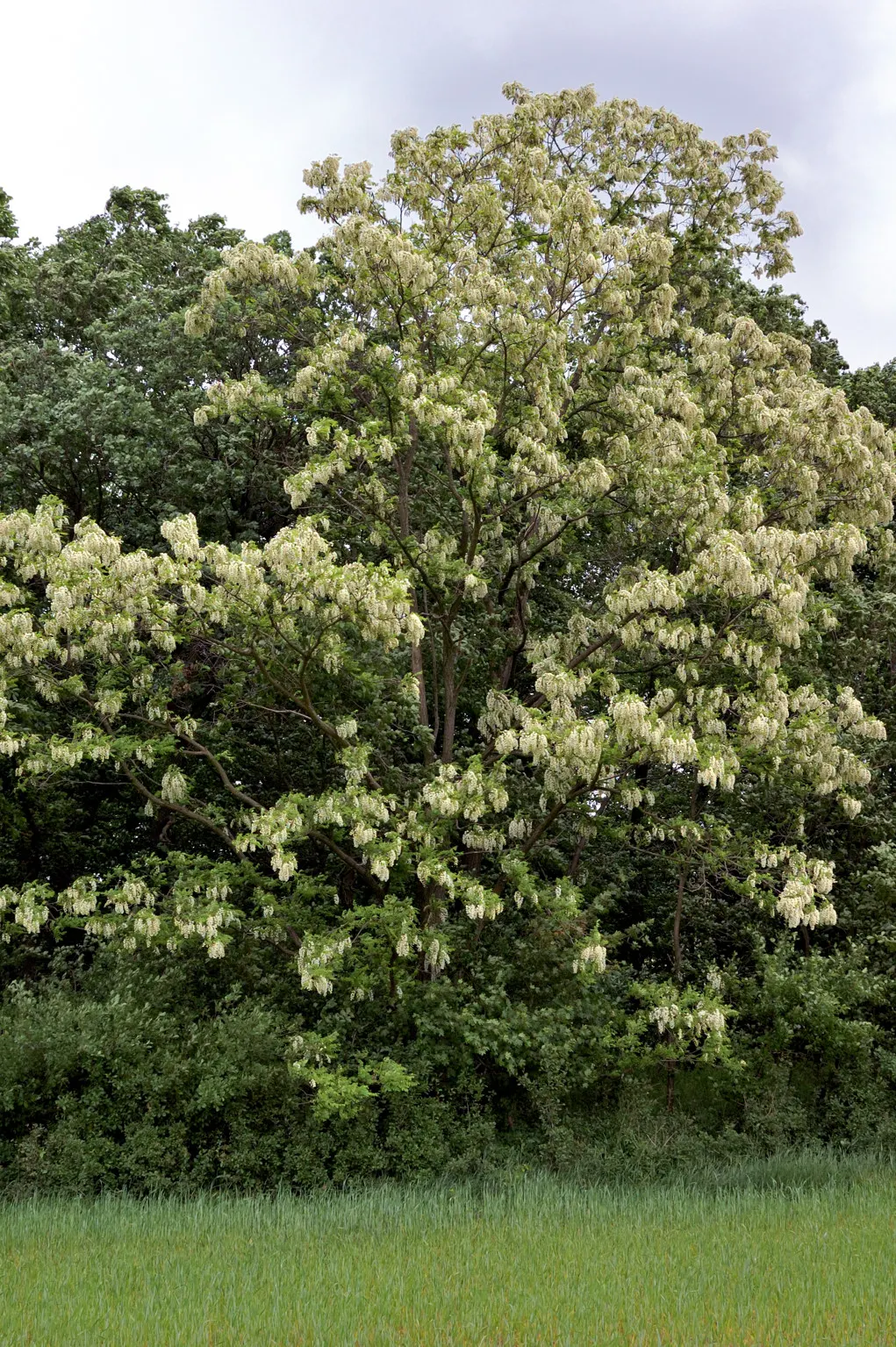 Black Locust (Robinia Pseudoacacia) — especially the bark and seeds; the Black Locust is also known for its hard, image 71