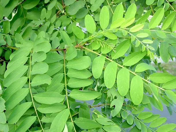 Black Locust (Robinia Pseudoacacia) — The tree is drought-tolerant, though its aggressive roots and self-seeding nature require cautious placement, image 30