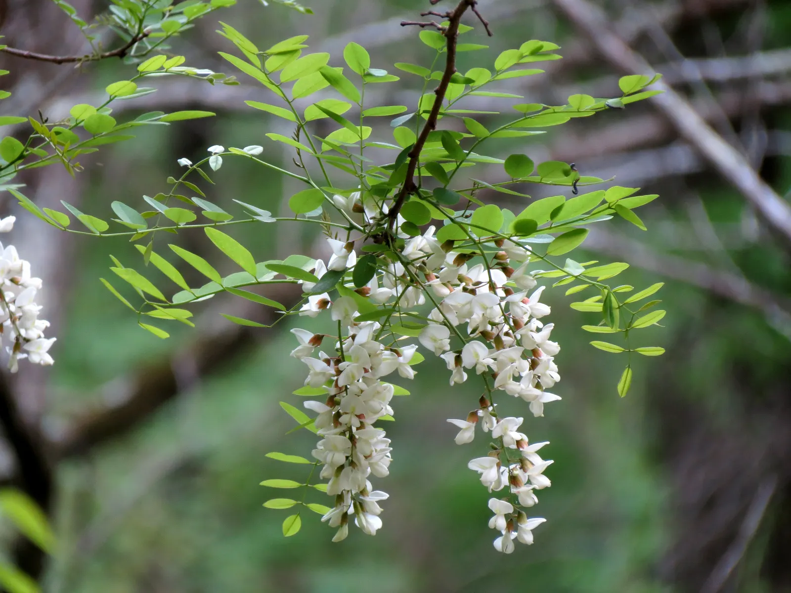 Black Locust (Robinia Pseudoacacia) — tree with white blooms; the foliage turns an attractive yellow hue