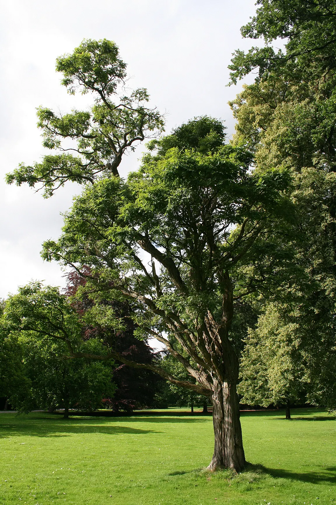 Black Locust (Robinia Pseudoacacia) — it exhibits notable drought tolerance