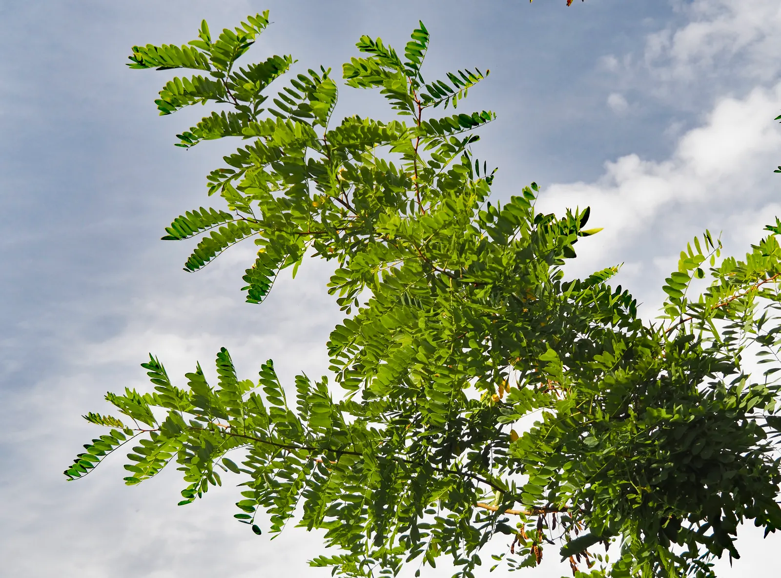 Black Locust (Robinia Pseudoacacia) — thus caution is advised in landscapes frequented by pets or small children; is a fast-growing deciduous tree, image 97