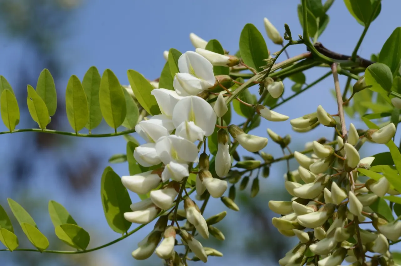 Black Locust (Robinia Pseudoacacia) — reaching heights of 40-100 feet with a spread of 20-35 feet; each typically measuring about 8 to 14 inches in, image 77