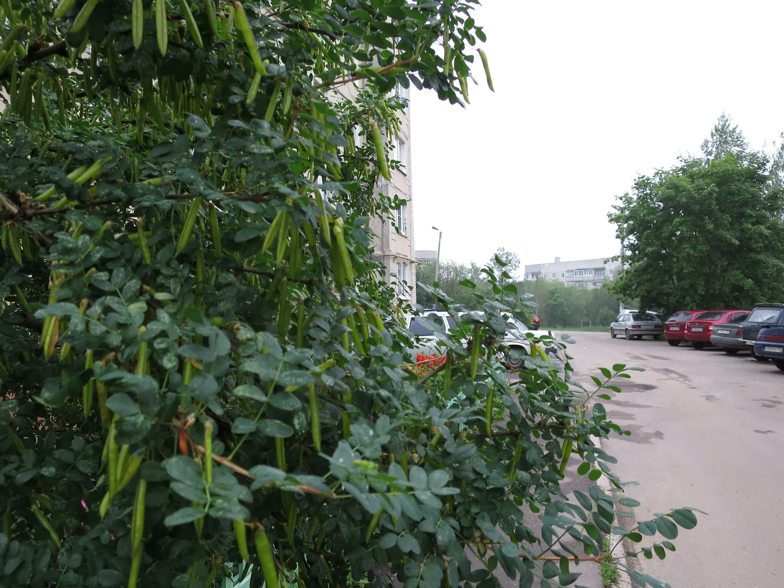 Black Locust (Robinia Pseudoacacia) — each typically measuring about 8 to 14 inches in length; tree with white blooms, image 61