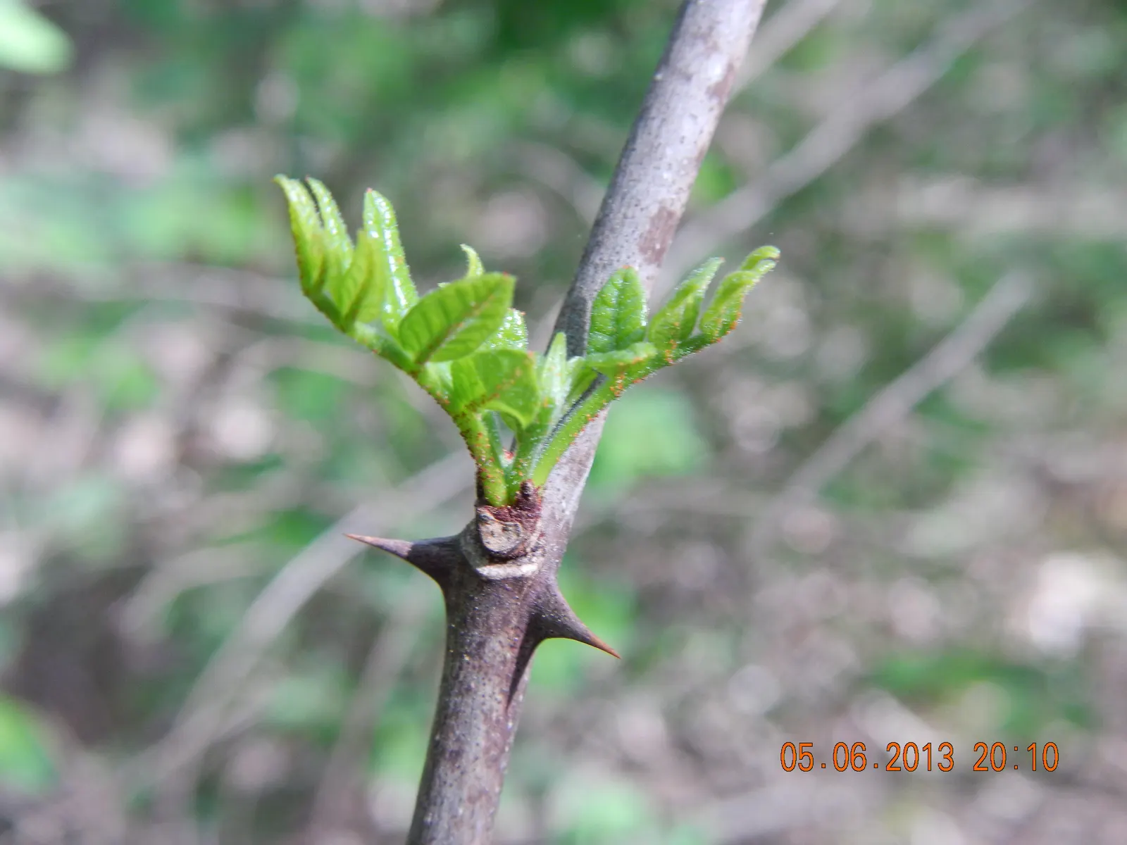 Black Locust (Robinia Pseudoacacia) — Hardy in zones 4-8, it thrives in full sun and well-drained soils; tree for full, image 54