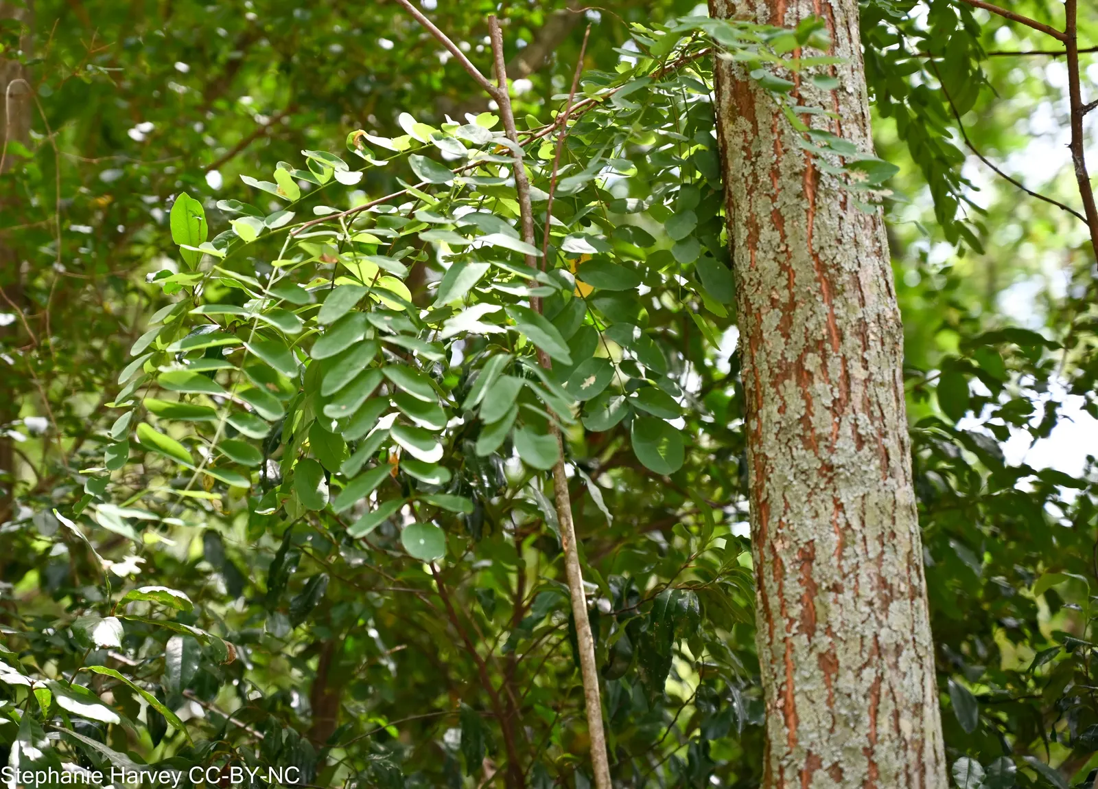 Black Locust (Robinia Pseudoacacia) — Its wood is durable and rot-resistant; adding a visually striking and pleasing olfactory element to any garden, image 81