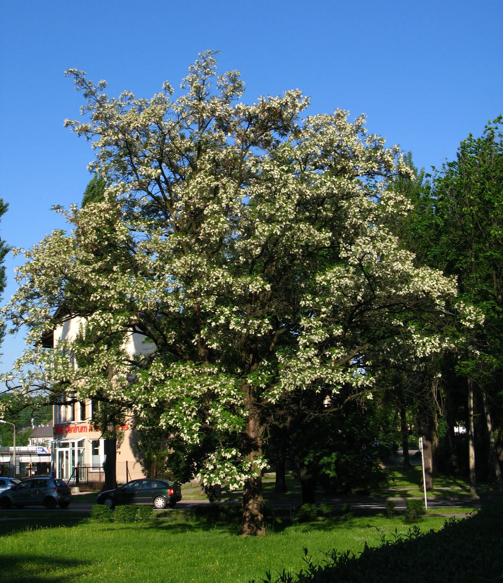 Black Locust (Robinia Pseudoacacia) — The tree is drought-tolerant, though its aggressive roots and self-seeding nature require cautious placement