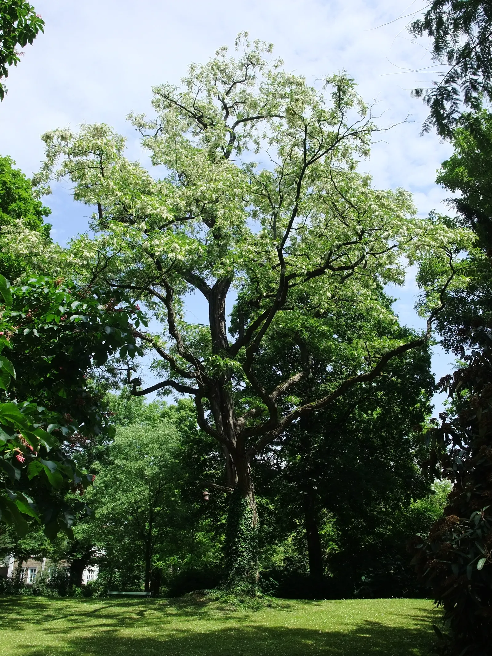 Black Locust (Robinia Pseudoacacia) — Hardy in zones 4-8, it thrives in full sun and well-drained soils