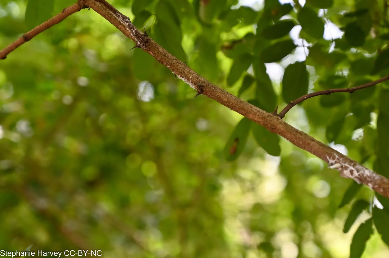 Black Locust (Robinia Pseudoacacia) — These pendulous flower clusters can reach 4 to 8 inches in length, image 63