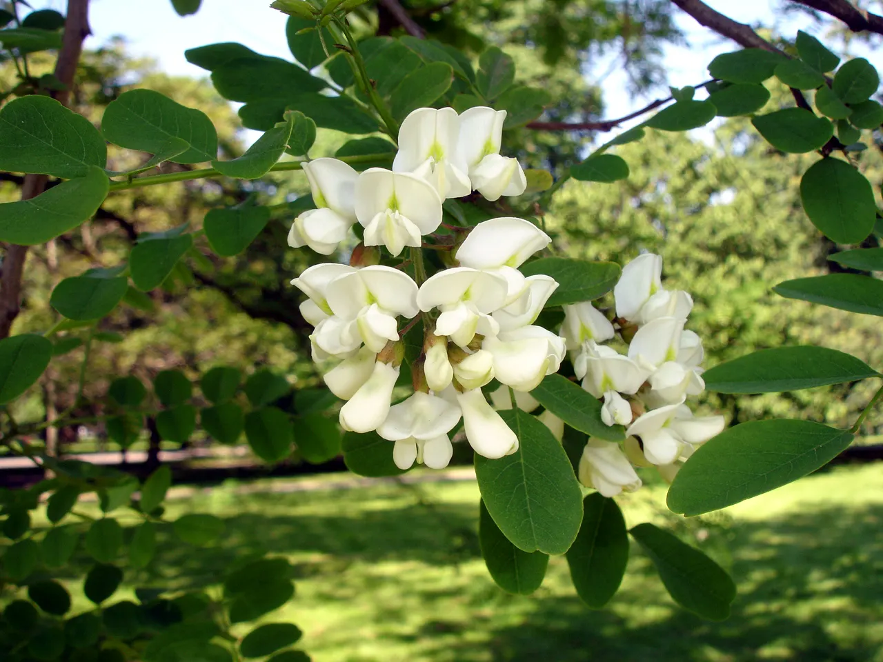 Black Locust (Robinia Pseudoacacia) — is a deciduous tree renowned for its resilience and ornamental qualities; its notable for its fragrant, white, image 83