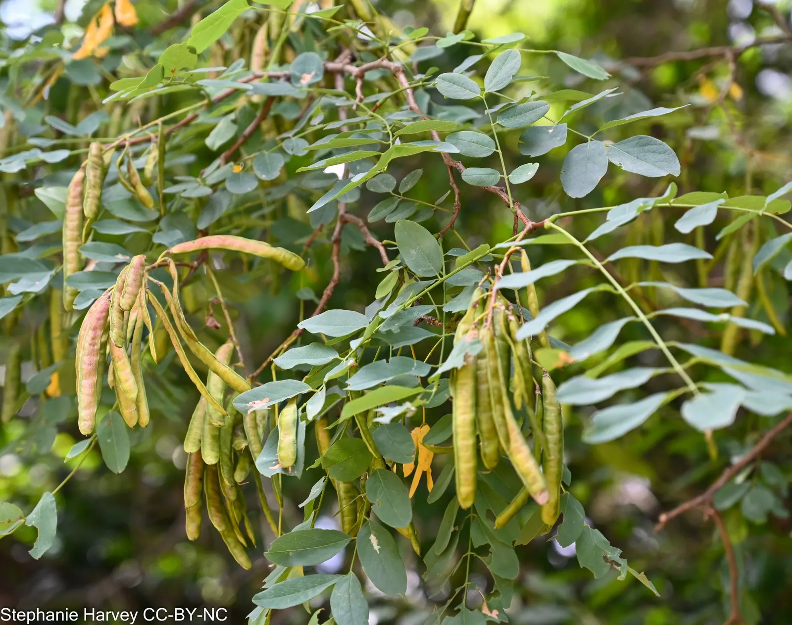 Black Locust (Robinia Pseudoacacia) — is a fast-growing deciduous tree