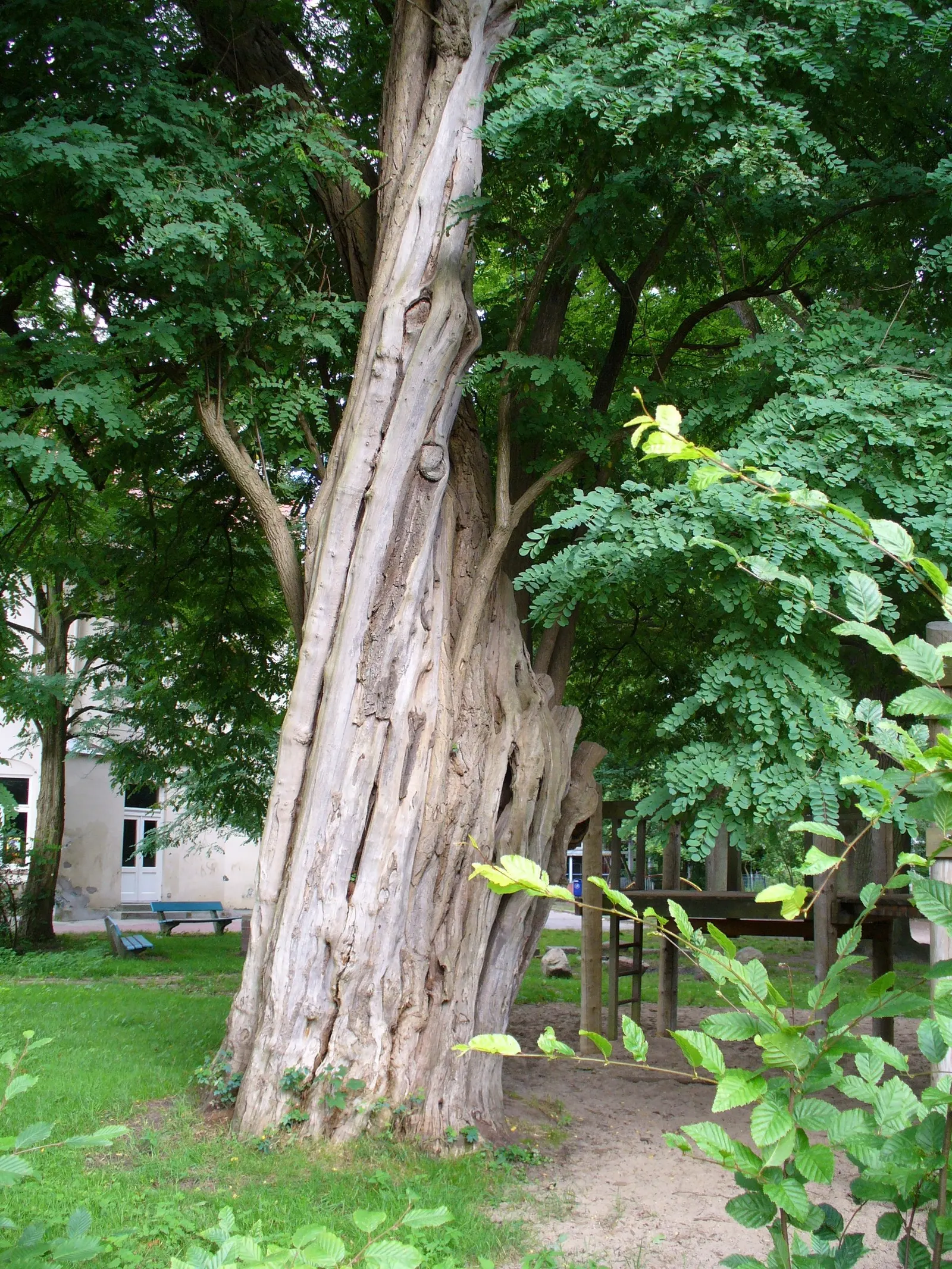 Black Locust (Robinia Pseudoacacia) — scientifically named Robinia pseudoacacia; especially the bark and seeds, image 107