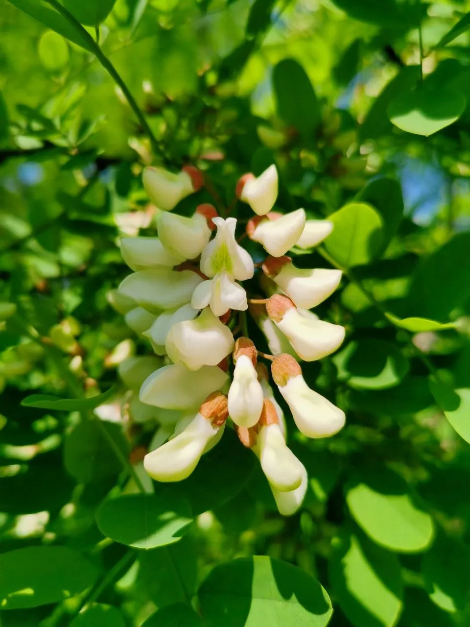 Black Locust (Robinia Pseudoacacia) — each typically measuring about 8 to 14 inches in length; tree with white blooms, image 86