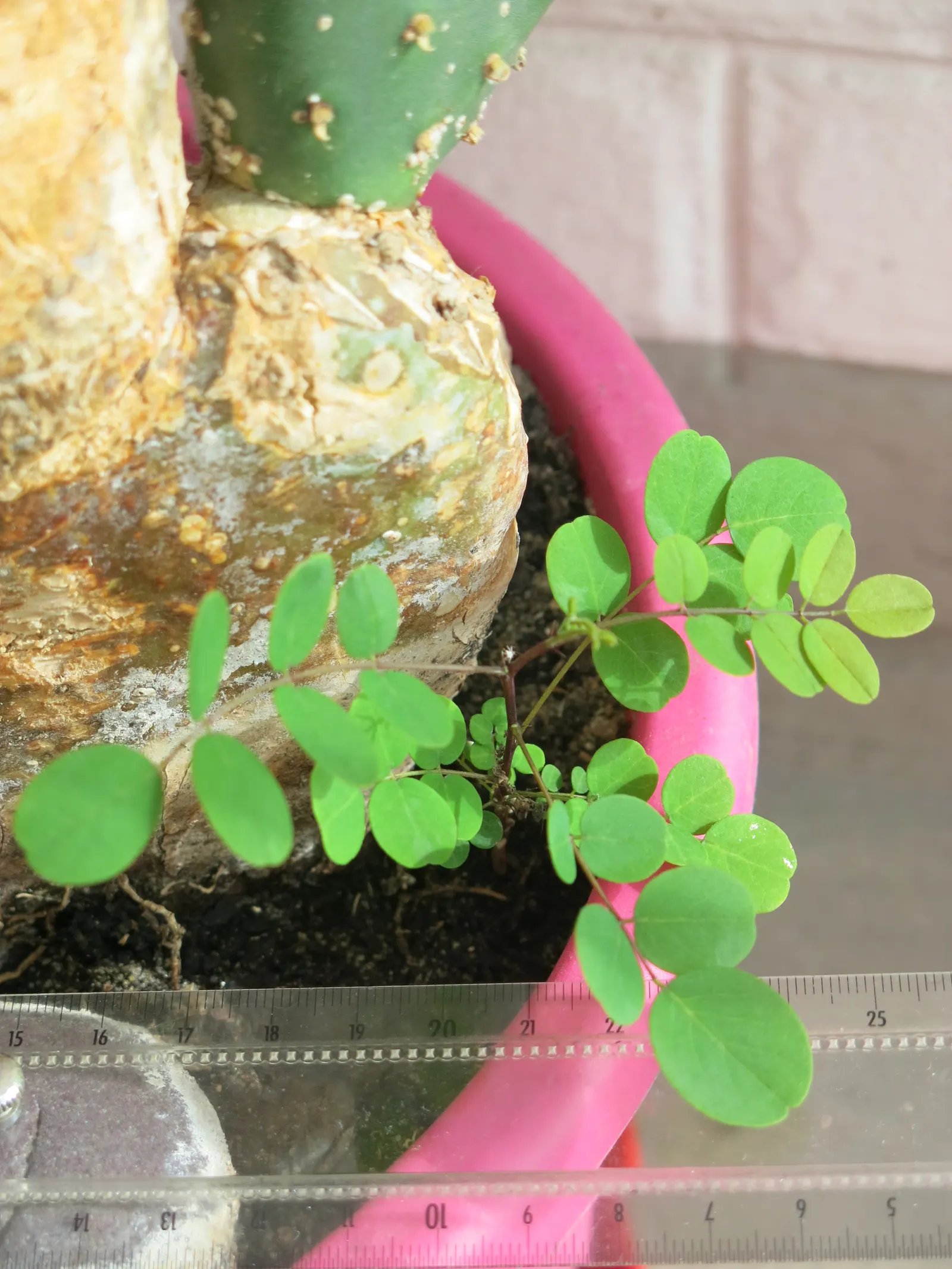 Black Locust (Robinia Pseudoacacia) — adding a visually striking and pleasing olfactory element to any garden