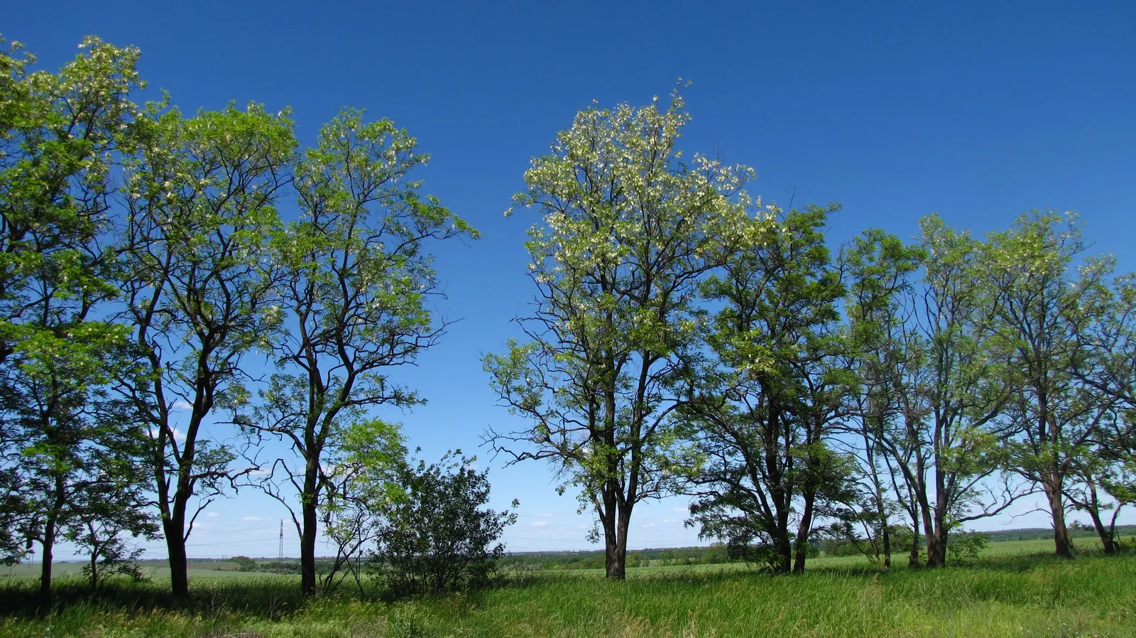 Black Locust (Robinia Pseudoacacia) — tree with white blooms; the foliage turns an attractive yellow hue, image 99