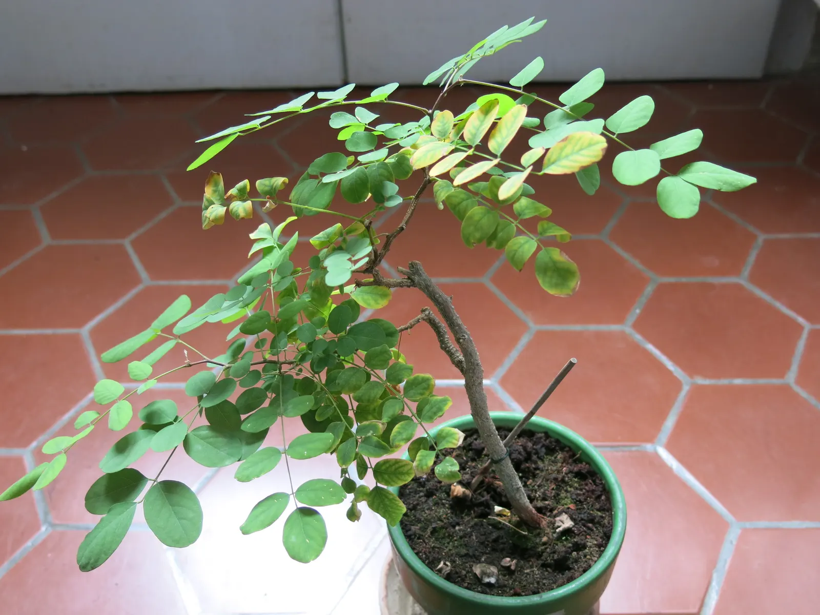 Black Locust (Robinia Pseudoacacia) — making it an excellent choice for varied landscape designs; this hardy species reaches a mature height of 40 to 70 feet