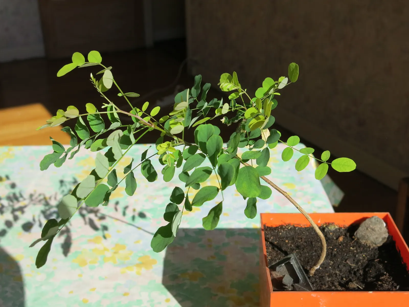 Black Locust (Robinia Pseudoacacia) — scientifically named Robinia pseudoacacia