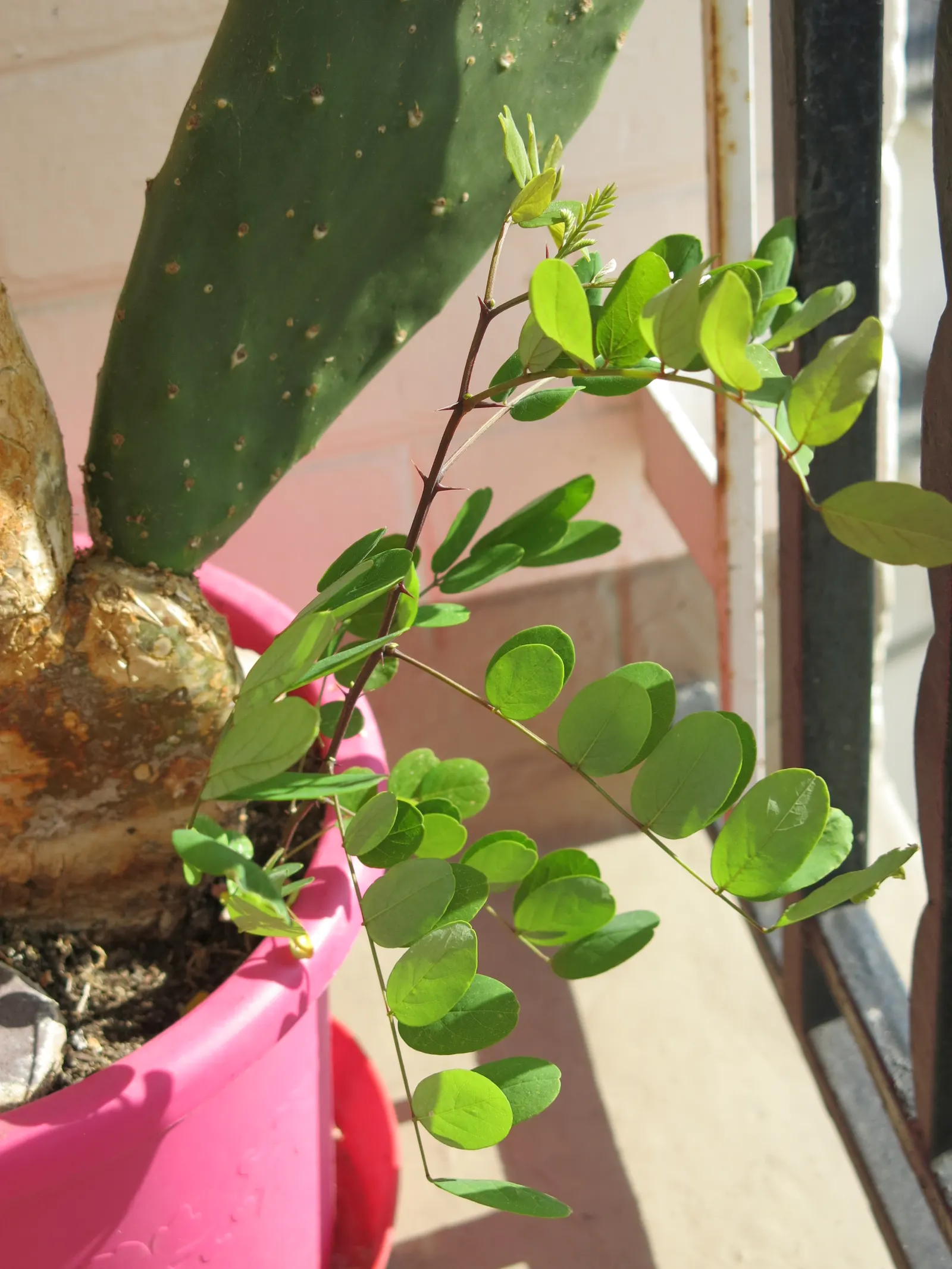 Black Locust (Robinia Pseudoacacia) — adding a visually striking and pleasing olfactory element to any garden; which can be utilized for posts or, image 64