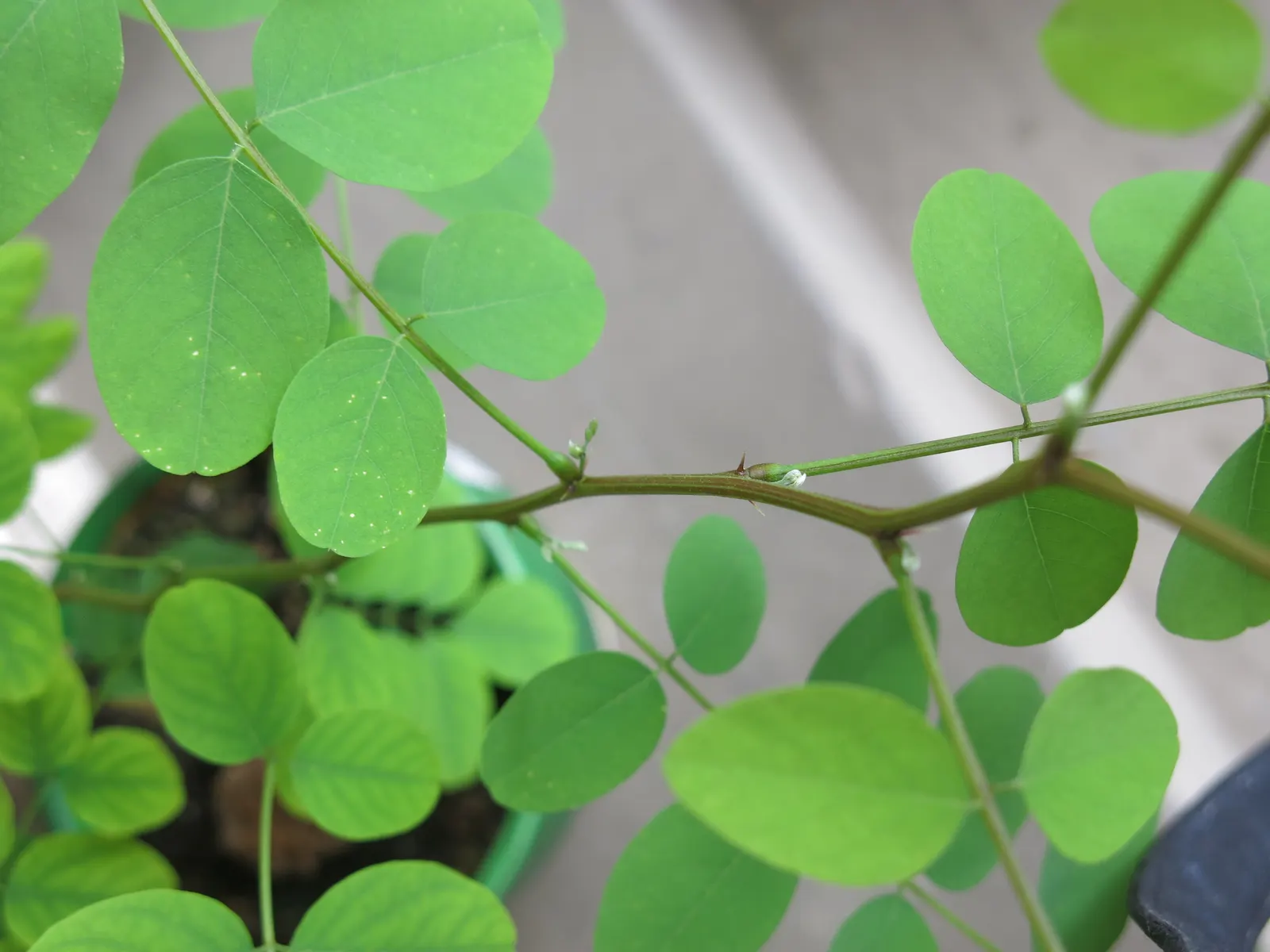 Black Locust (Robinia Pseudoacacia) — so careful consideration should be given to its placement in areas of human activity; white flowers in the, image 93