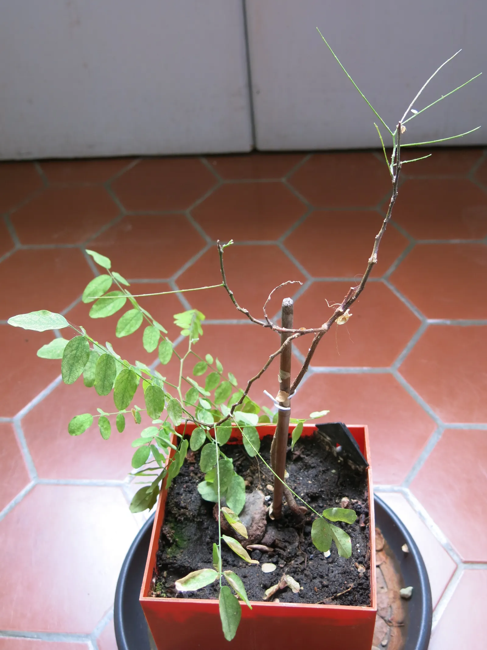 Black Locust (Robinia Pseudoacacia) — Hardy in zones 4-8, it thrives in full sun and well-drained soils; tree for full