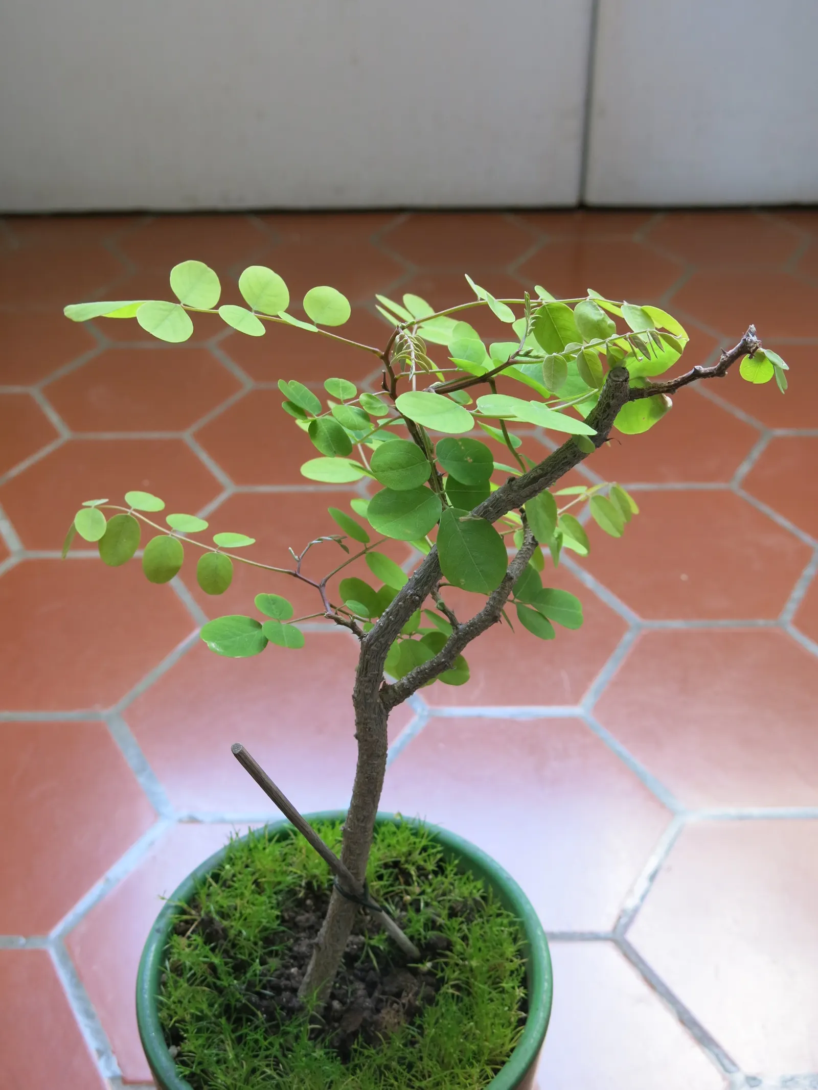 Black Locust (Robinia Pseudoacacia) — and the fragrant white flowers that bloom in late spring; its wood is durable and rot-resistant, image 62