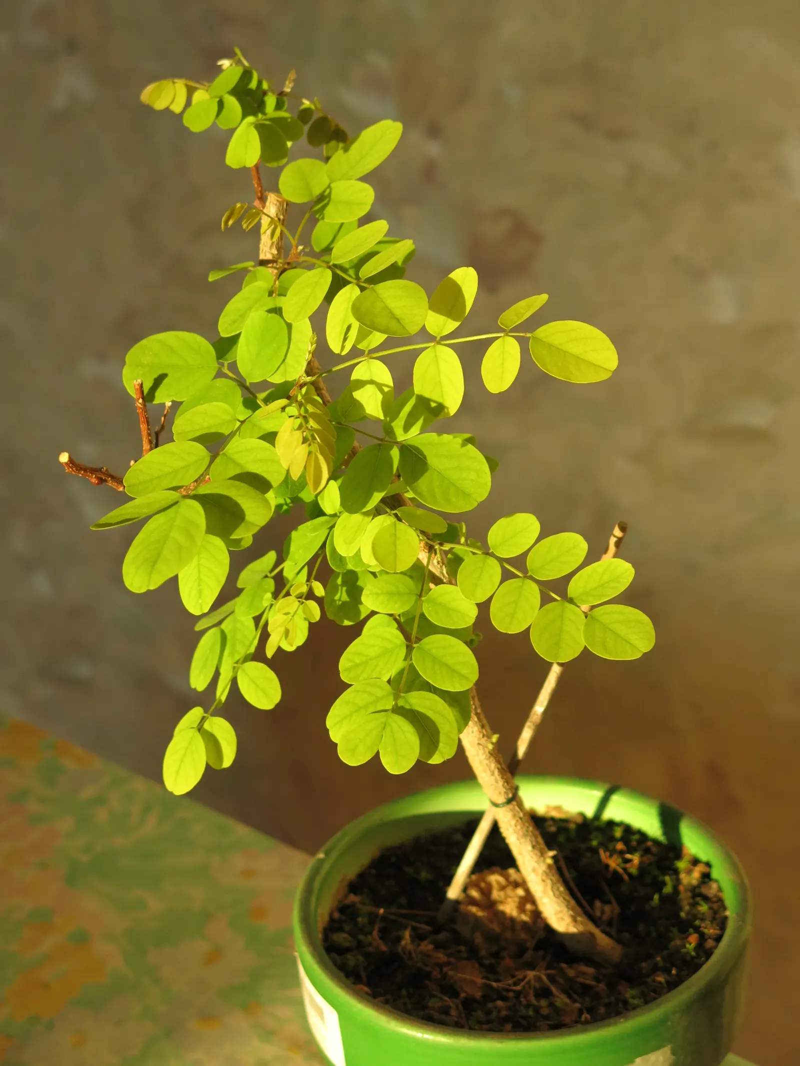 Black Locust (Robinia Pseudoacacia) — Its notable for its fragrant, white flower clusters and compound leaves; so careful consideration should be, image 53
