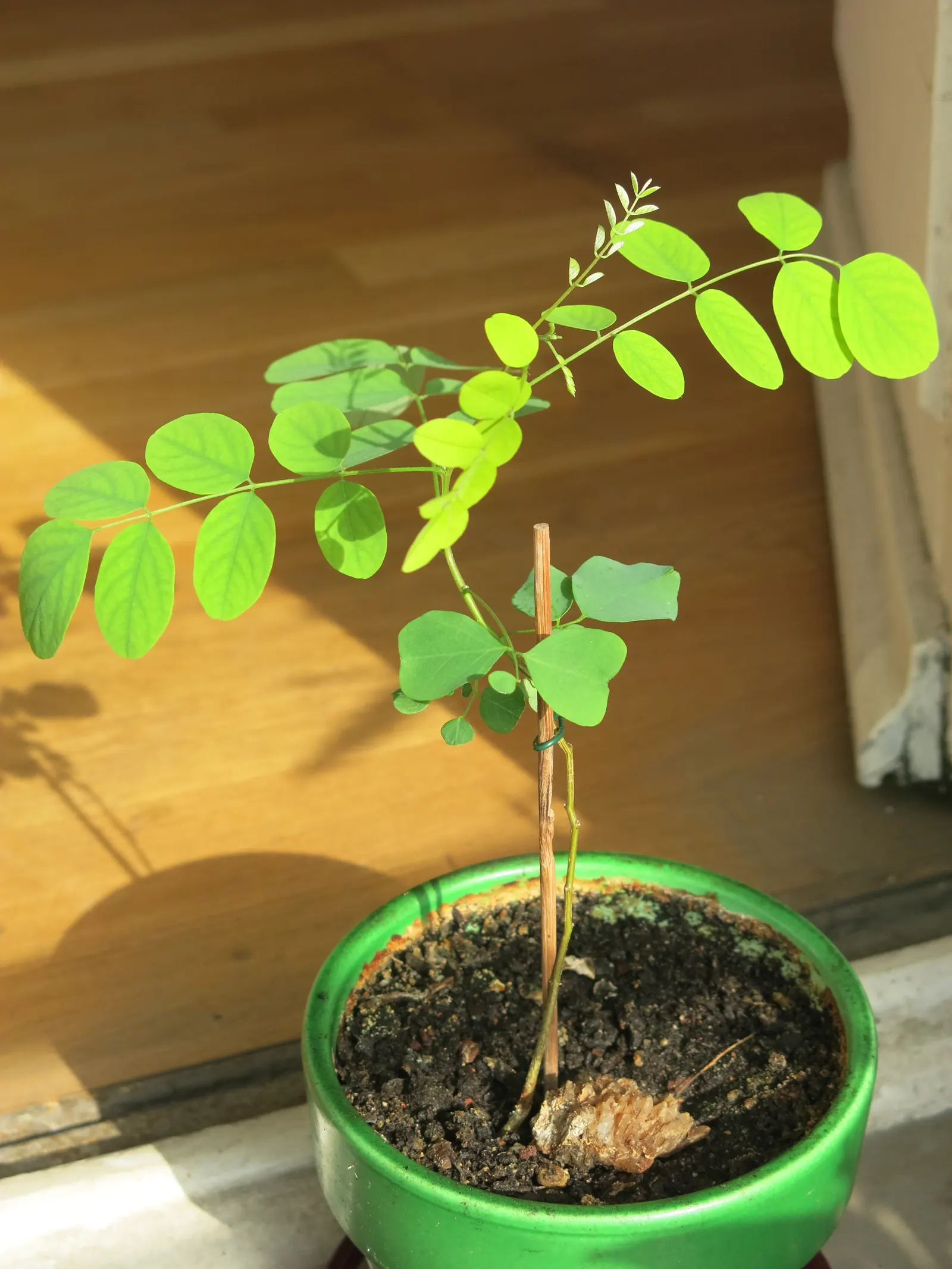 Black Locust (Robinia Pseudoacacia) — preferring full sun exposure for optimal growth; making it an excellent choice for varied landscape designs, image 91