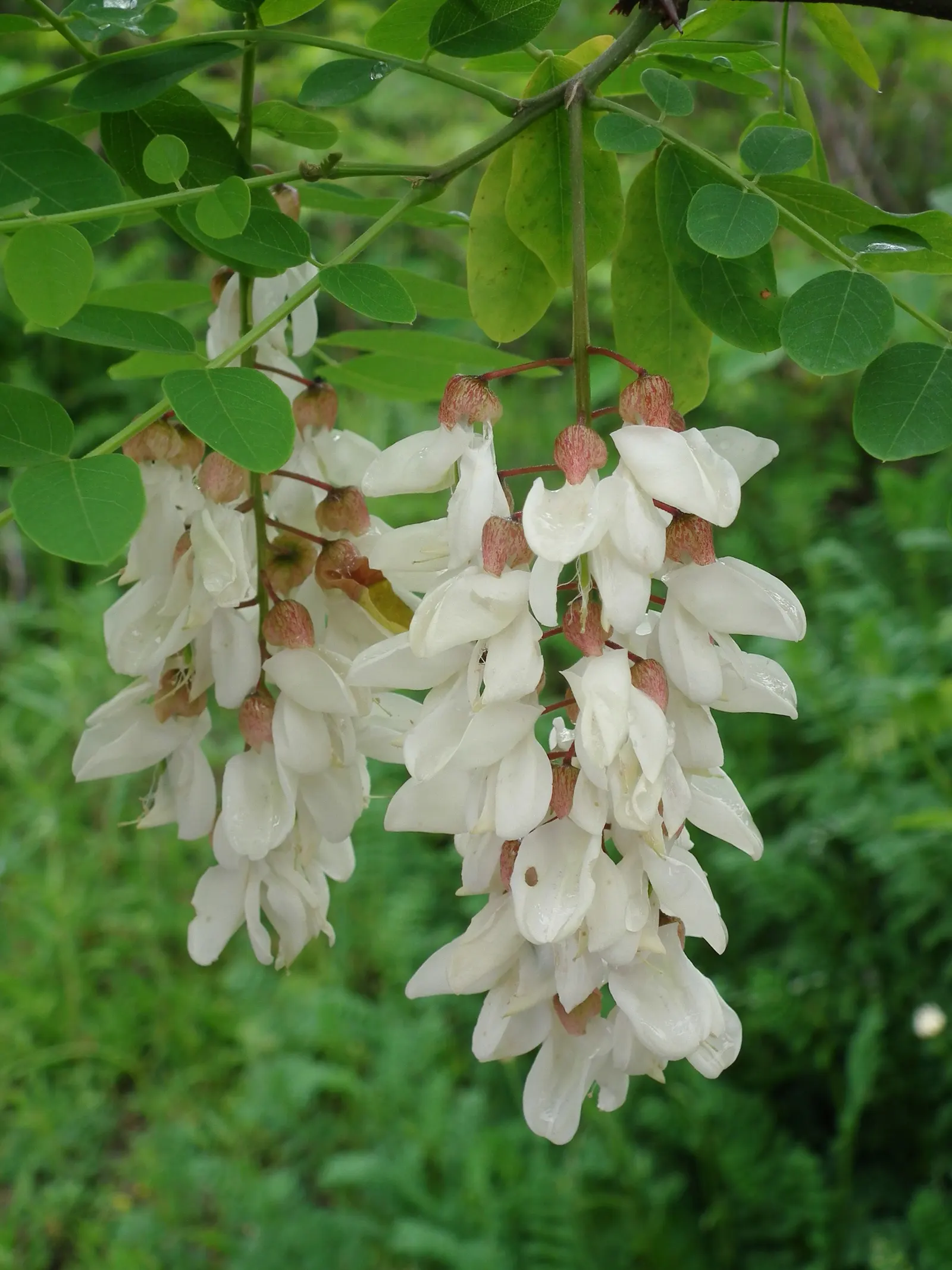Black Locust (Robinia Pseudoacacia) — This hardy species reaches a mature height of 40 to 70 feet with a canopy spread of 20 to 35 feet; it, image 110