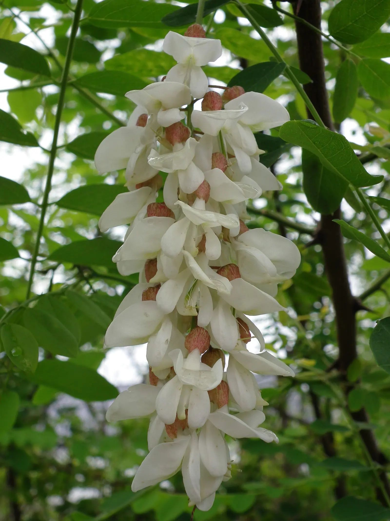 Black Locust (Robinia Pseudoacacia) — the Black Locust is also known for its hard; the tree is drought-tolerant, though its aggressive roots and self-seeding