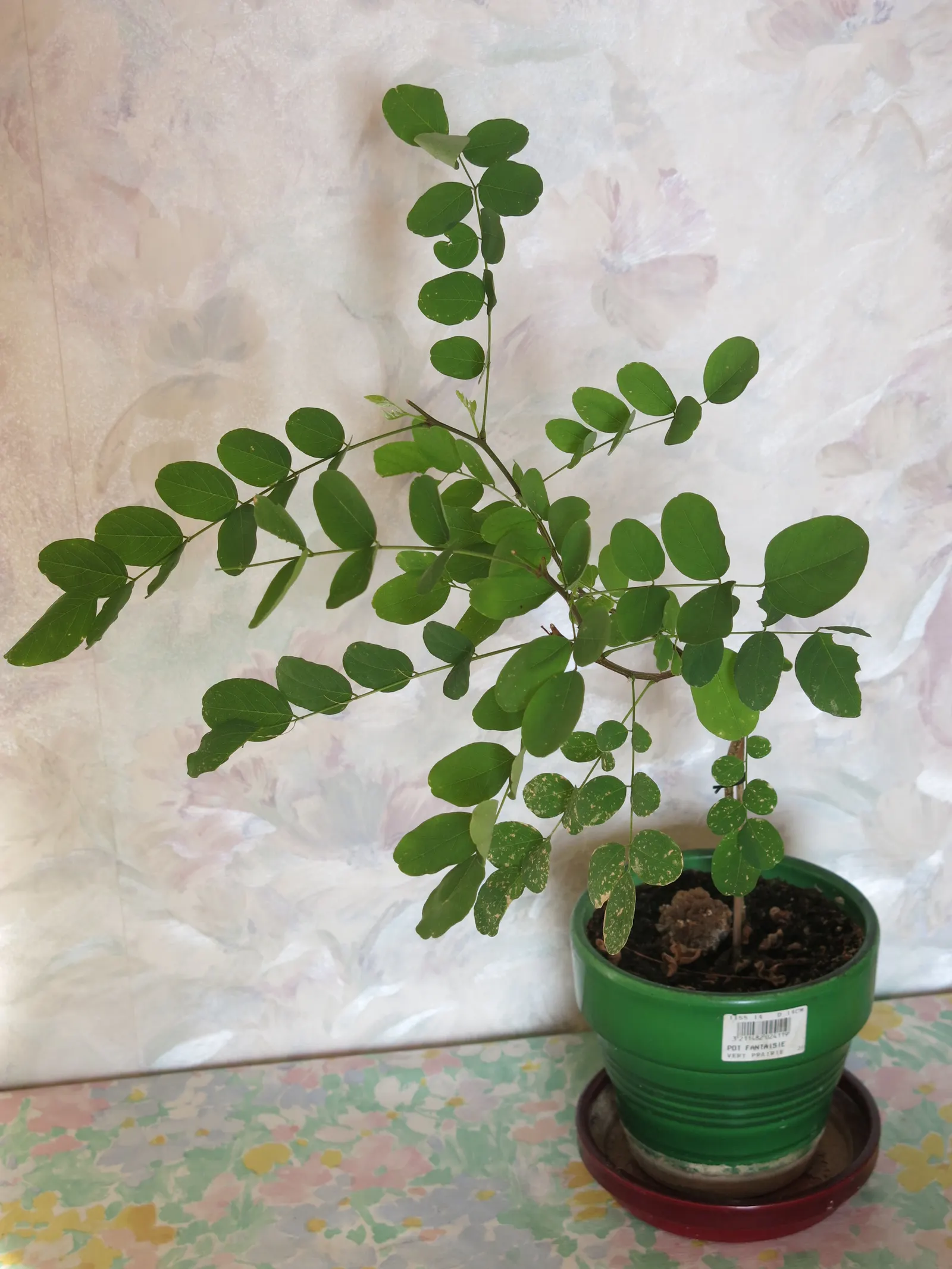 Black Locust (Robinia Pseudoacacia) — Its wood is durable and rot-resistant; adding a visually striking and pleasing olfactory element to any garden