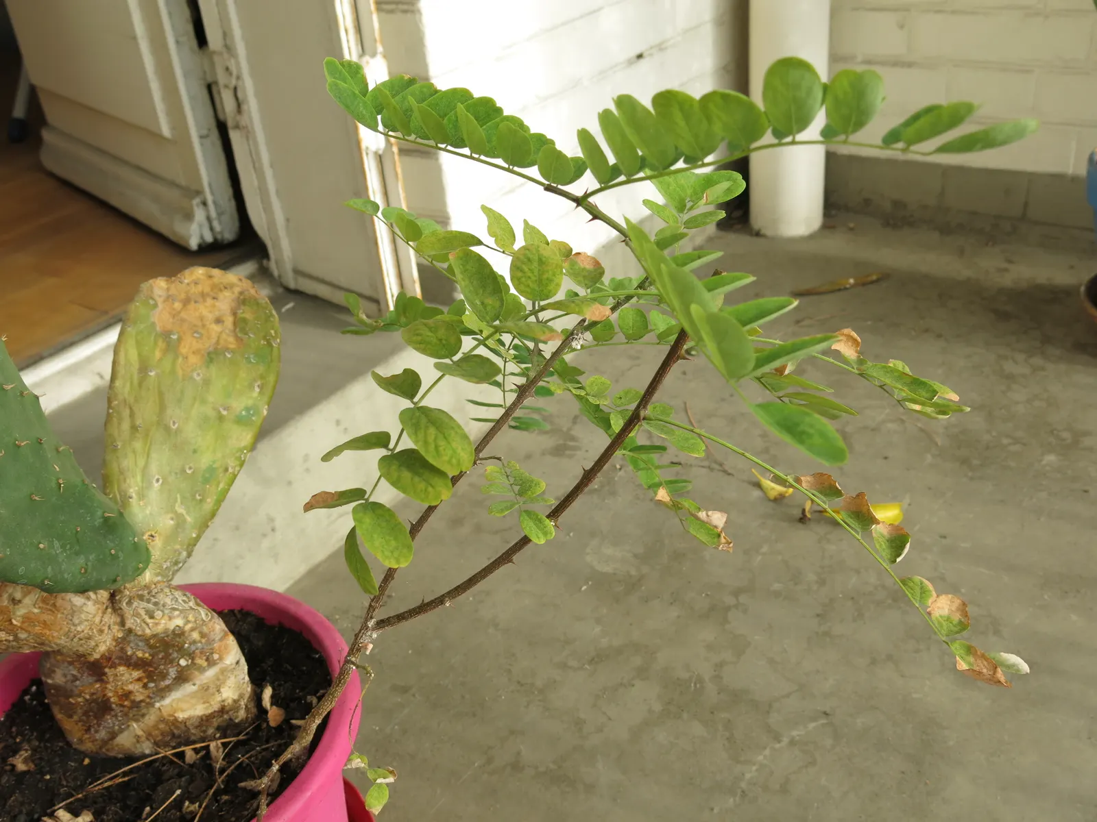 Black Locust (Robinia Pseudoacacia) — adding a visually striking and pleasing olfactory element to any garden; which can be utilized for posts or, image 114