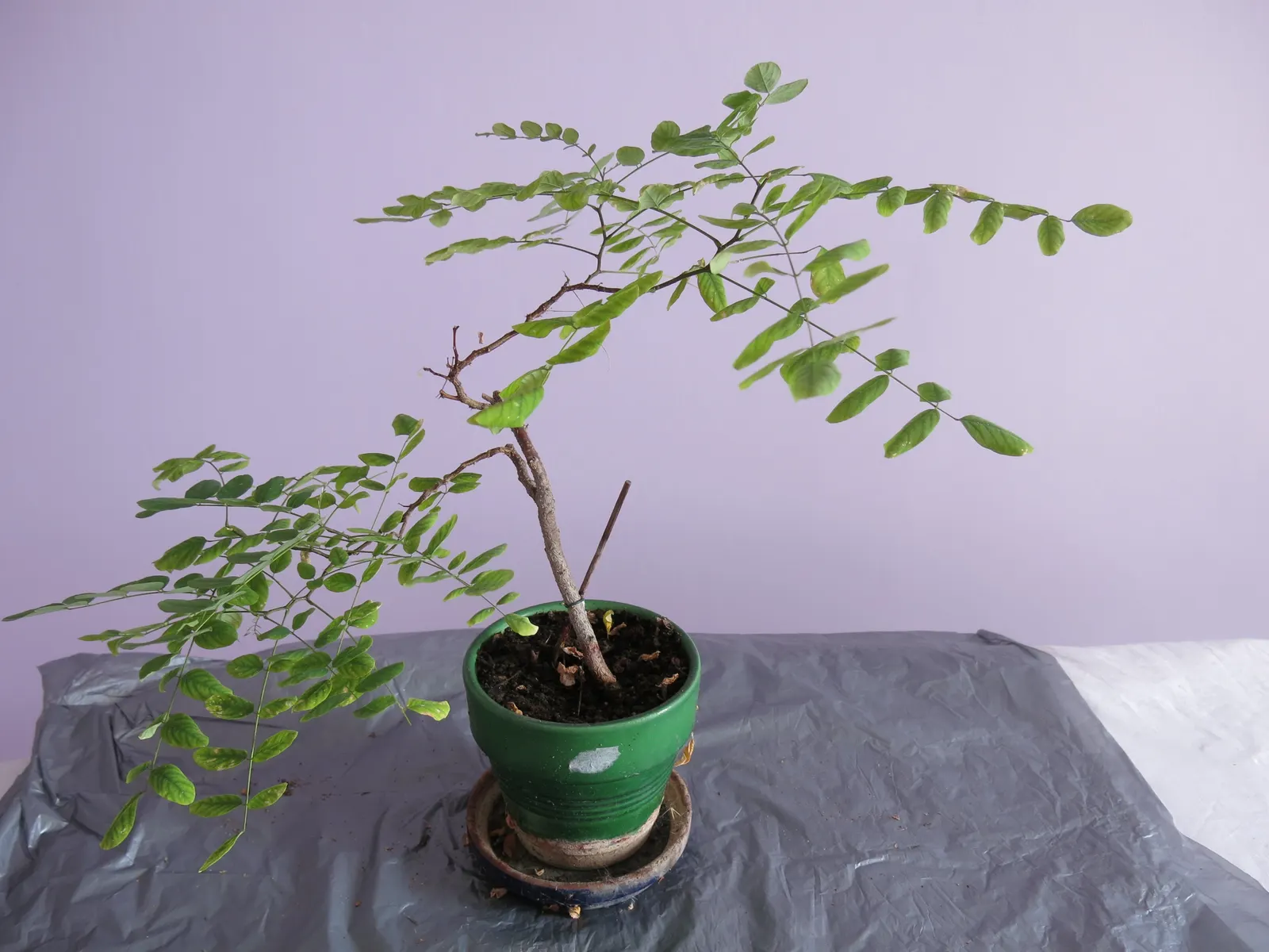 Black Locust (Robinia Pseudoacacia) — is a fast-growing deciduous tree; hardy in zones 4-8, it thrives in full sun and well-drained soils, image 51
