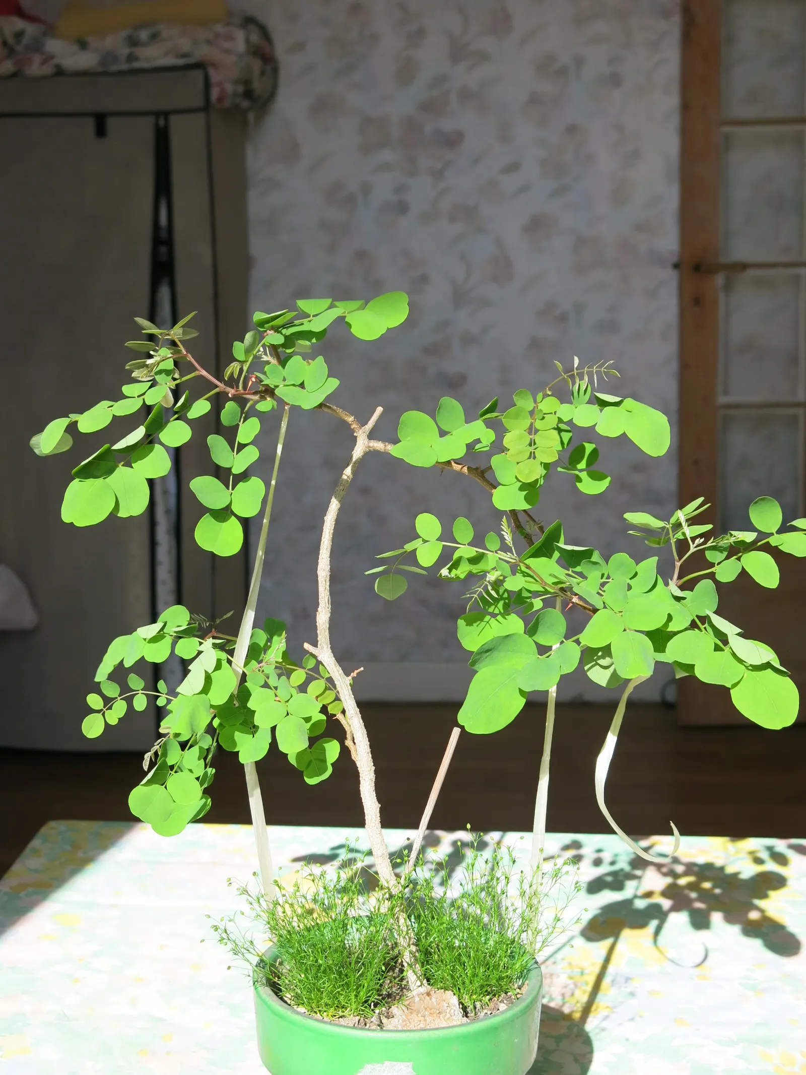 Black Locust (Robinia Pseudoacacia) — is a deciduous tree renowned for its resilience and ornamental qualities; its notable for its fragrant, white, image 108